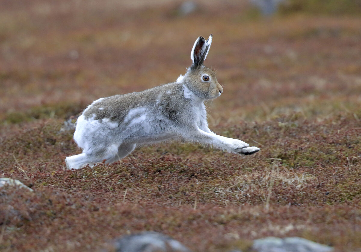variable hare in mute