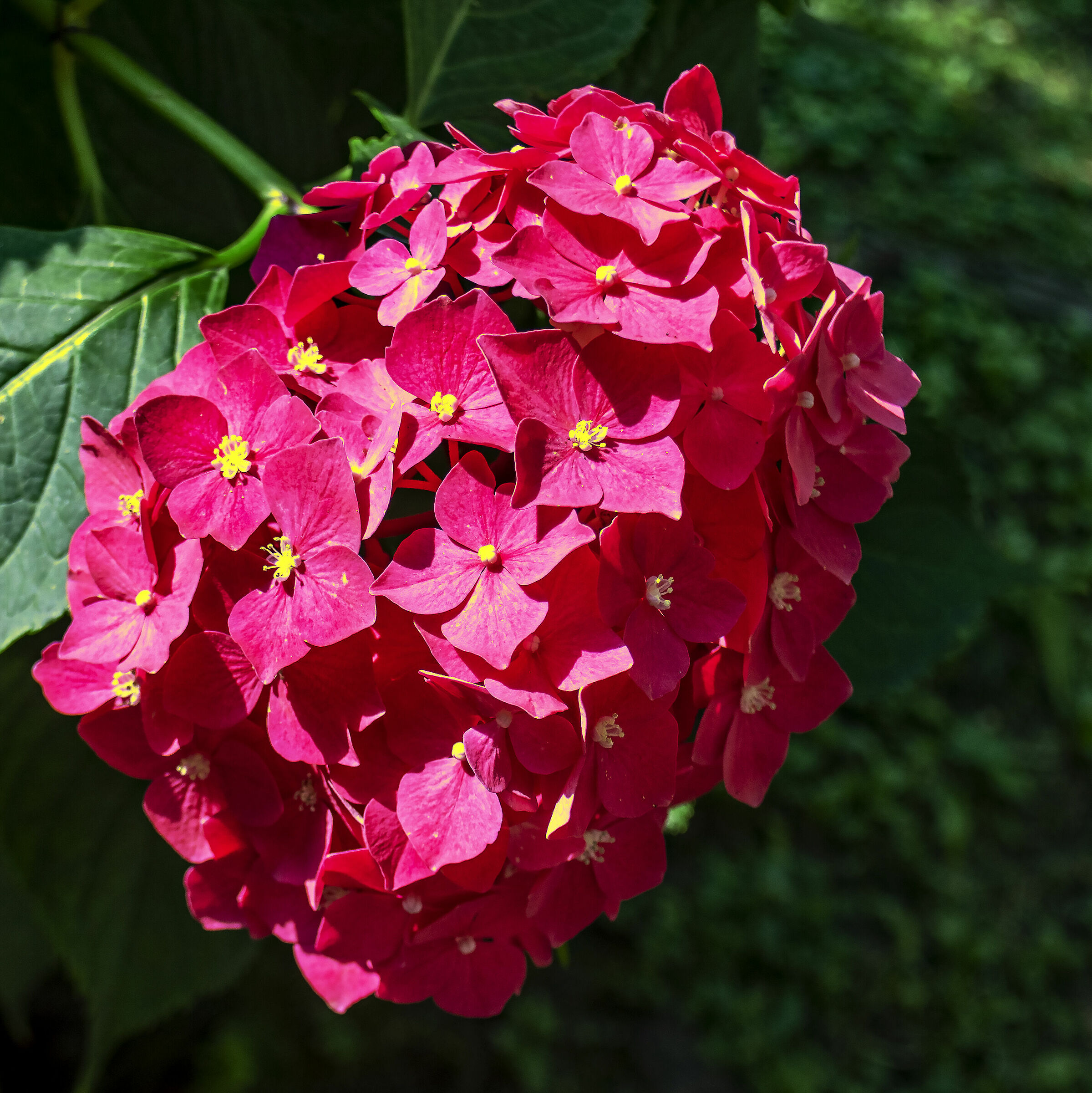 Try Soligor 25mm f/2.8