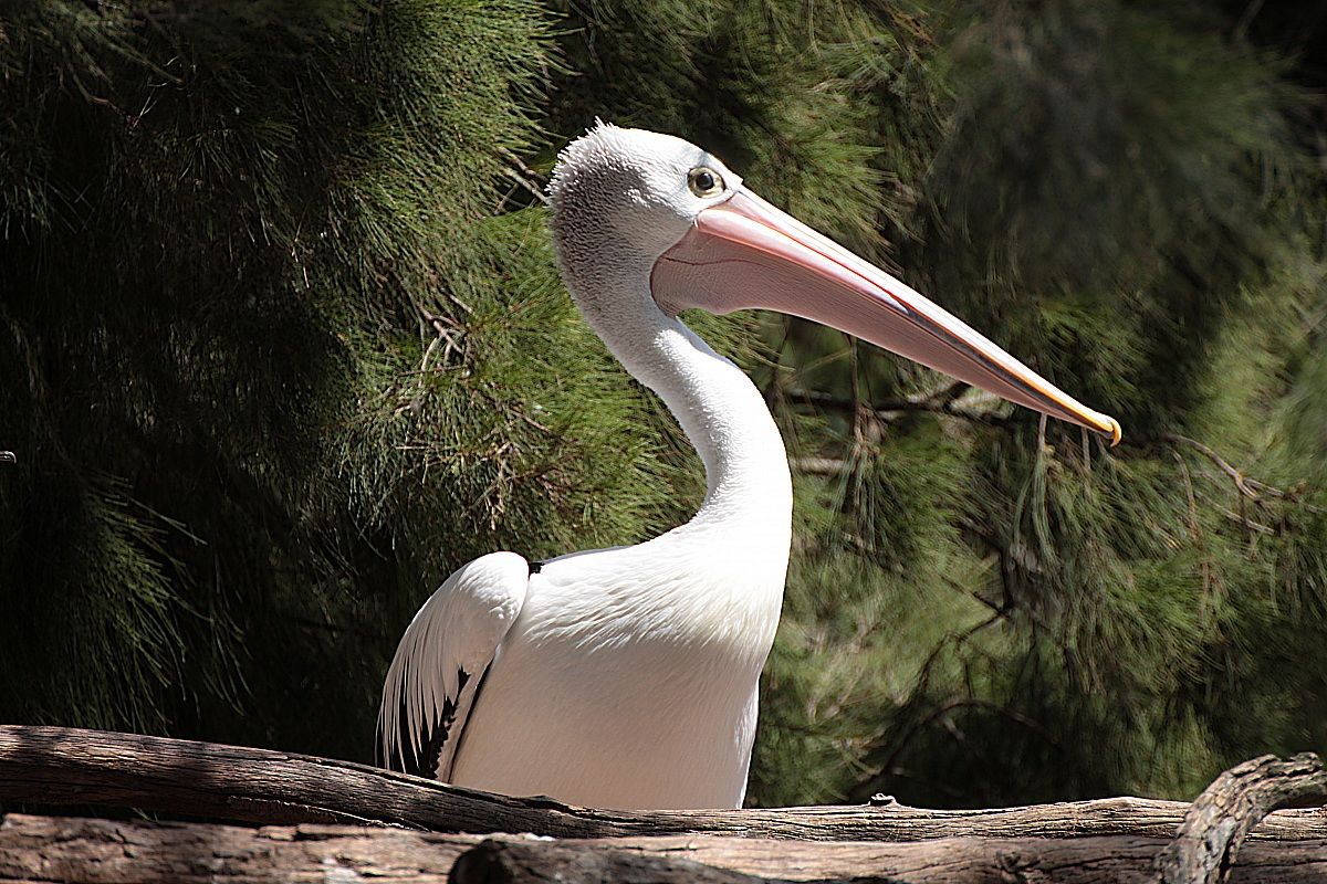 pronti per trasportare il bambino!!