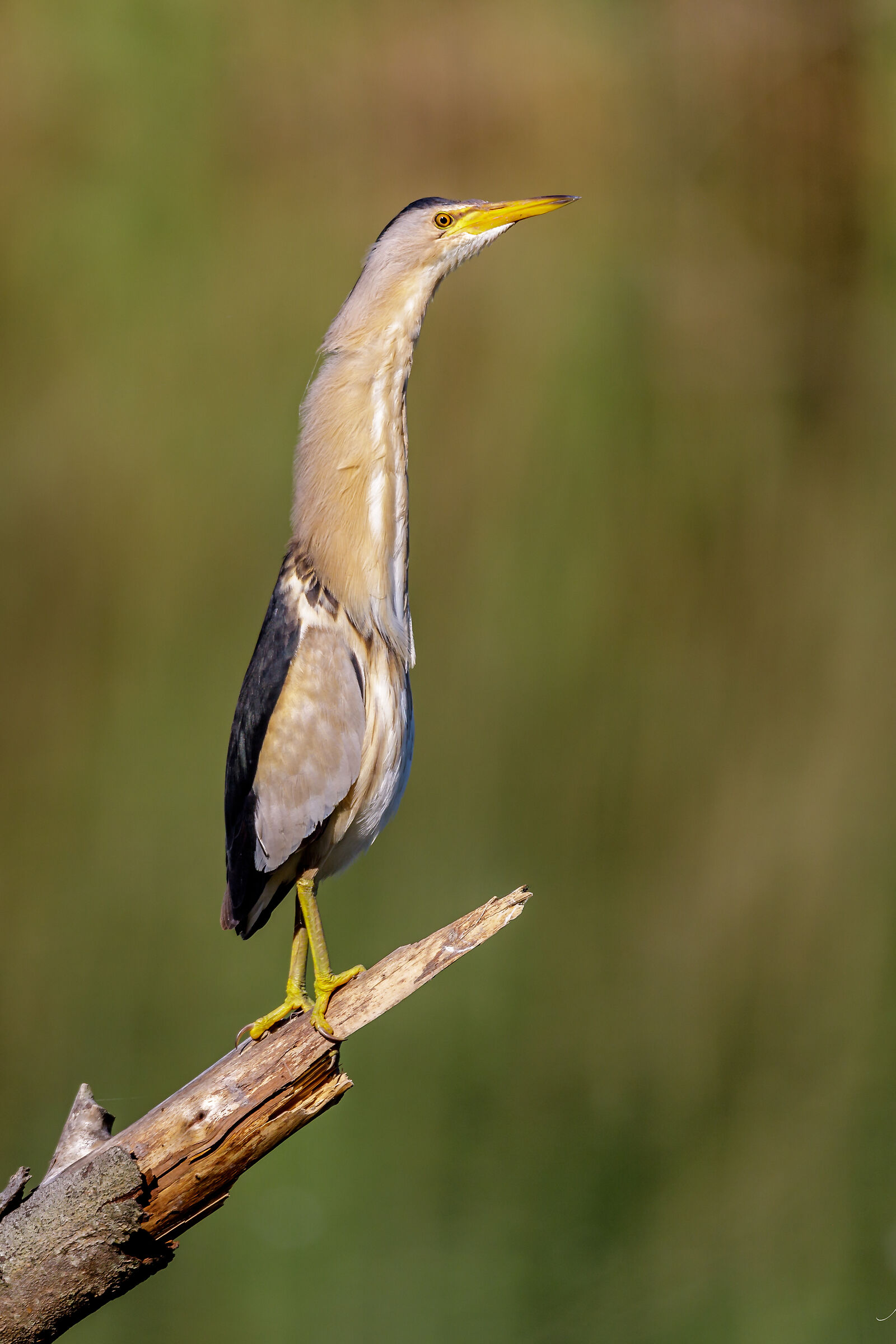 Tarabusino long neck