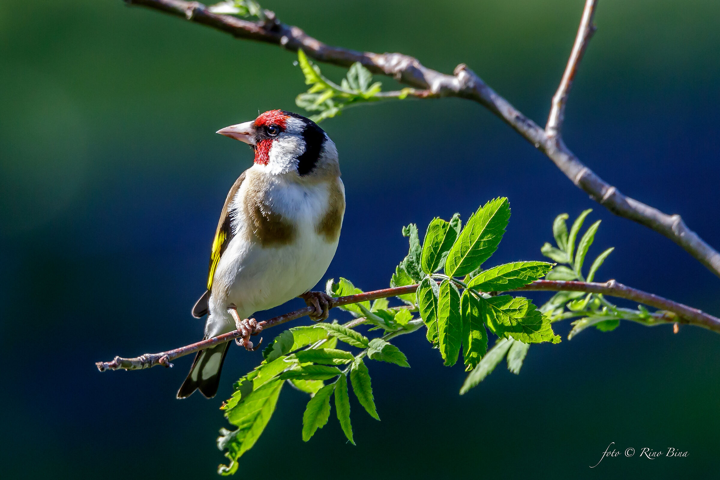 Goldfinch