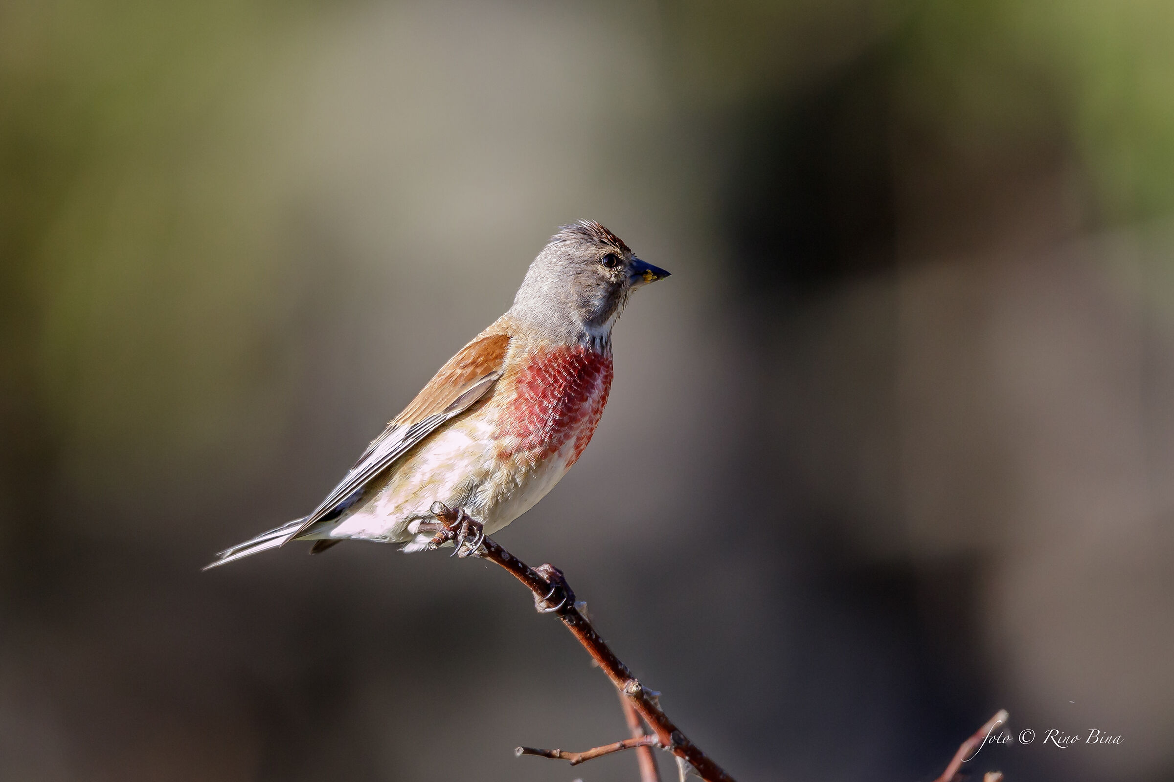 Linnet