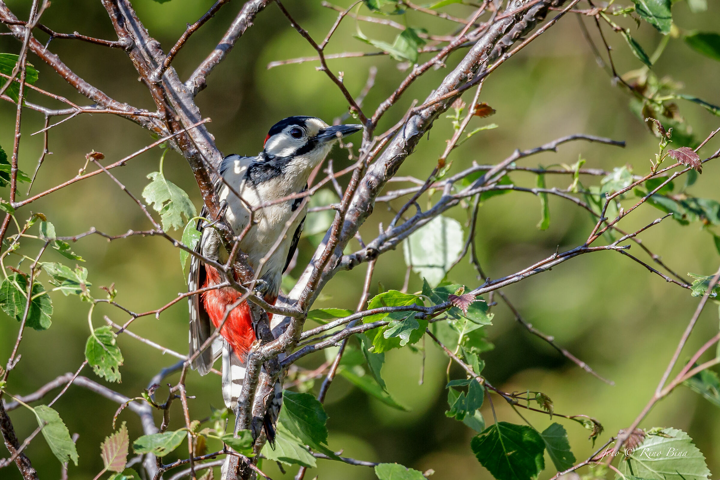 Infrased red woodpecker