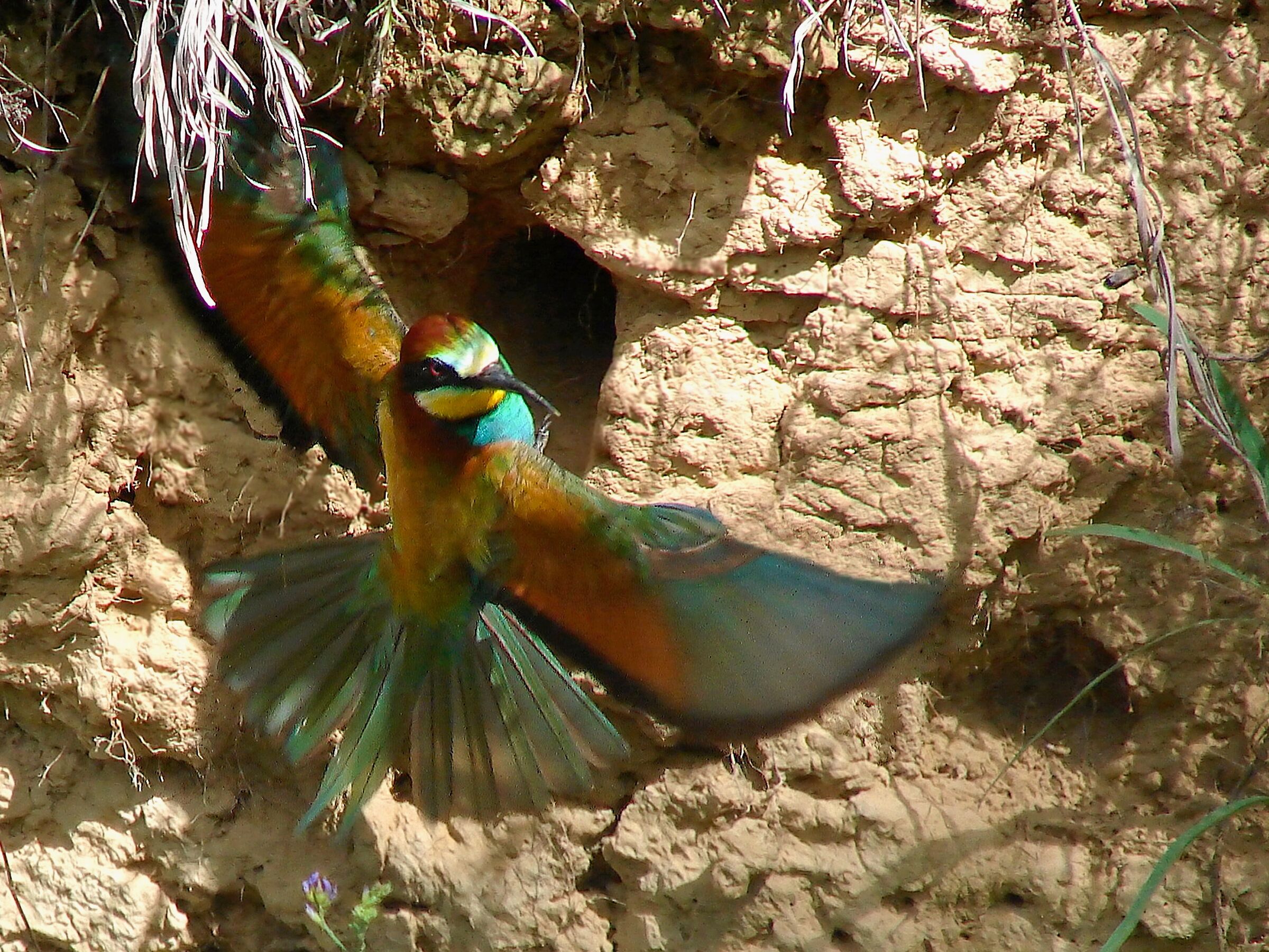 Bee-eater 5