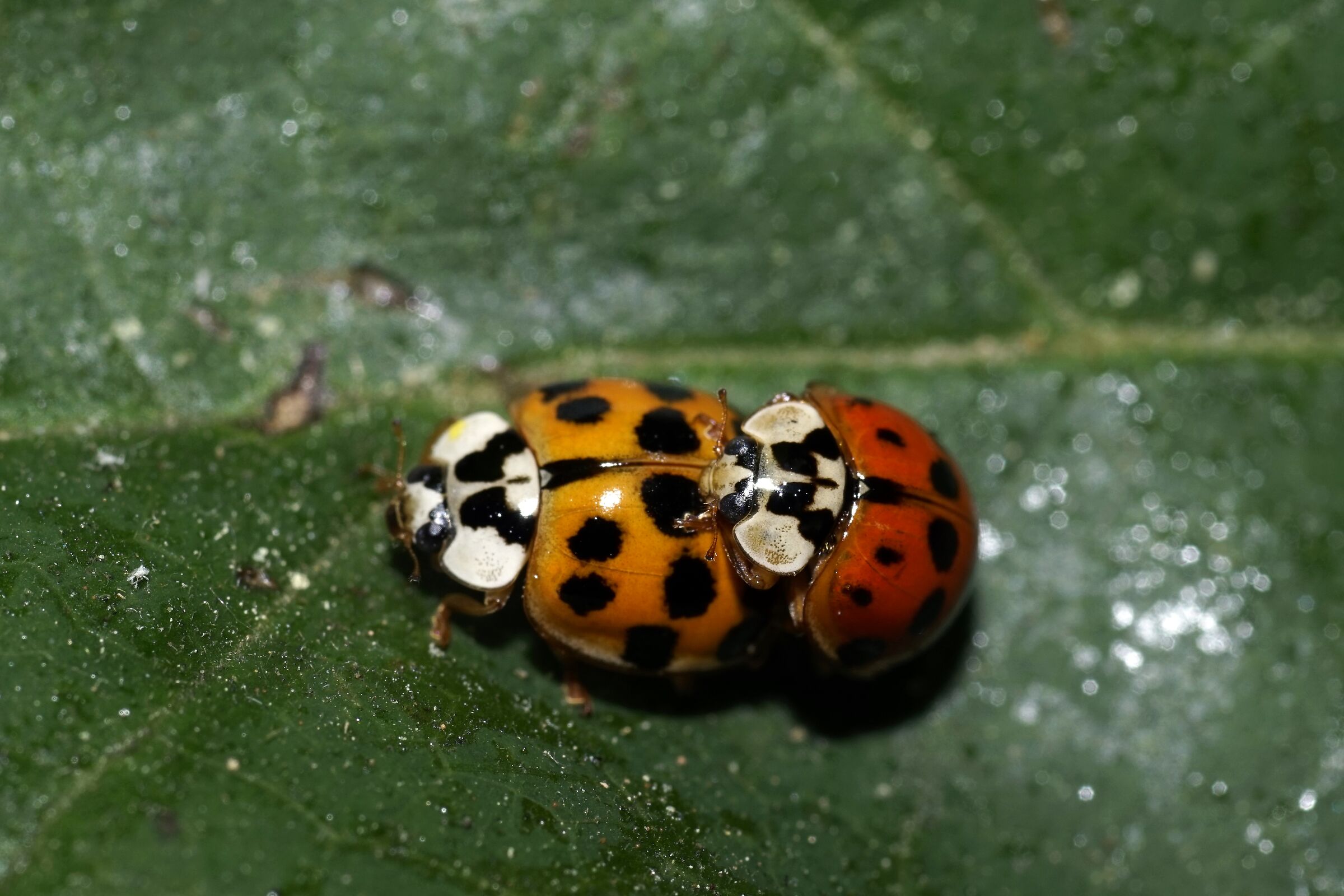 Coccinelle