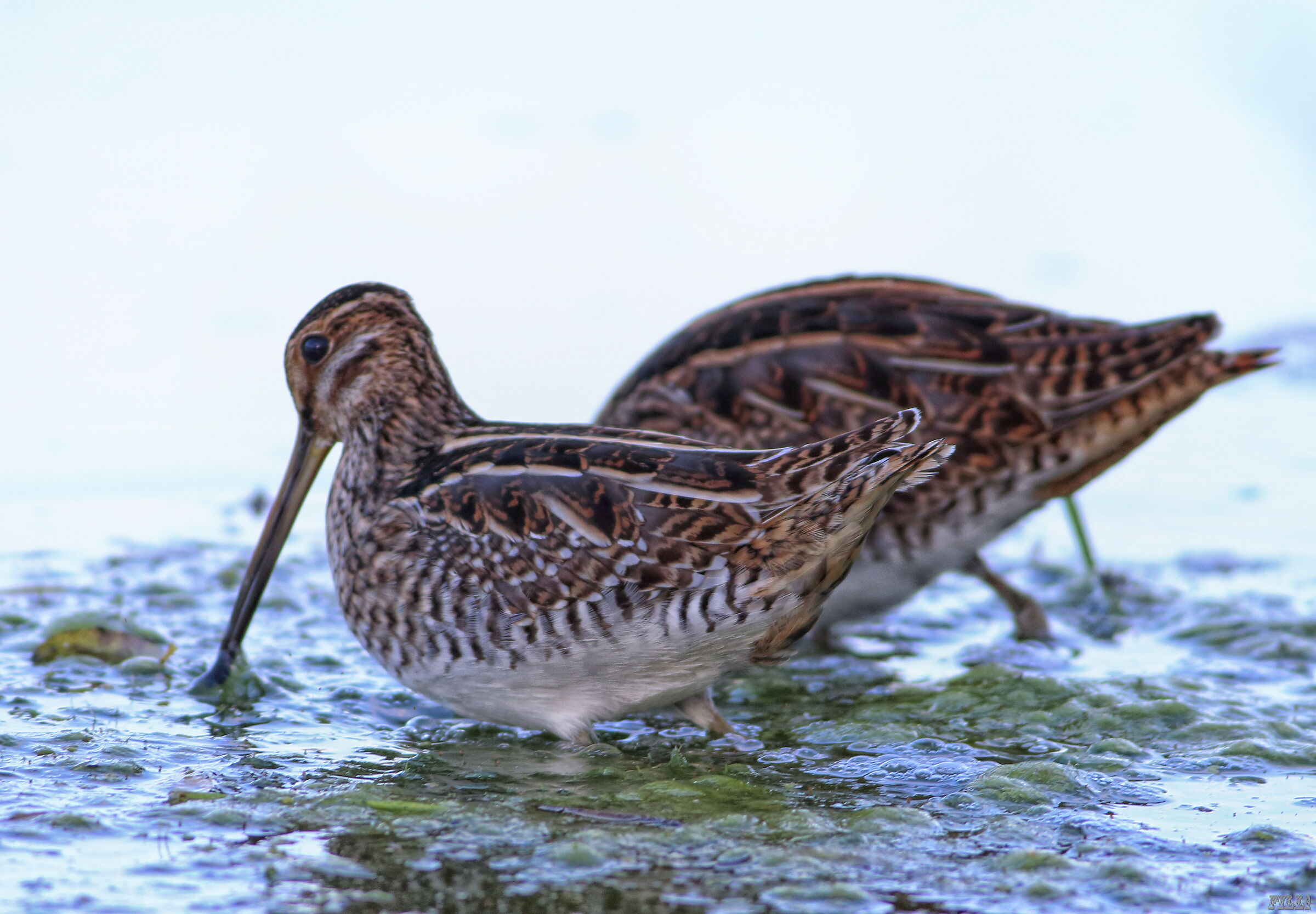 Snipe