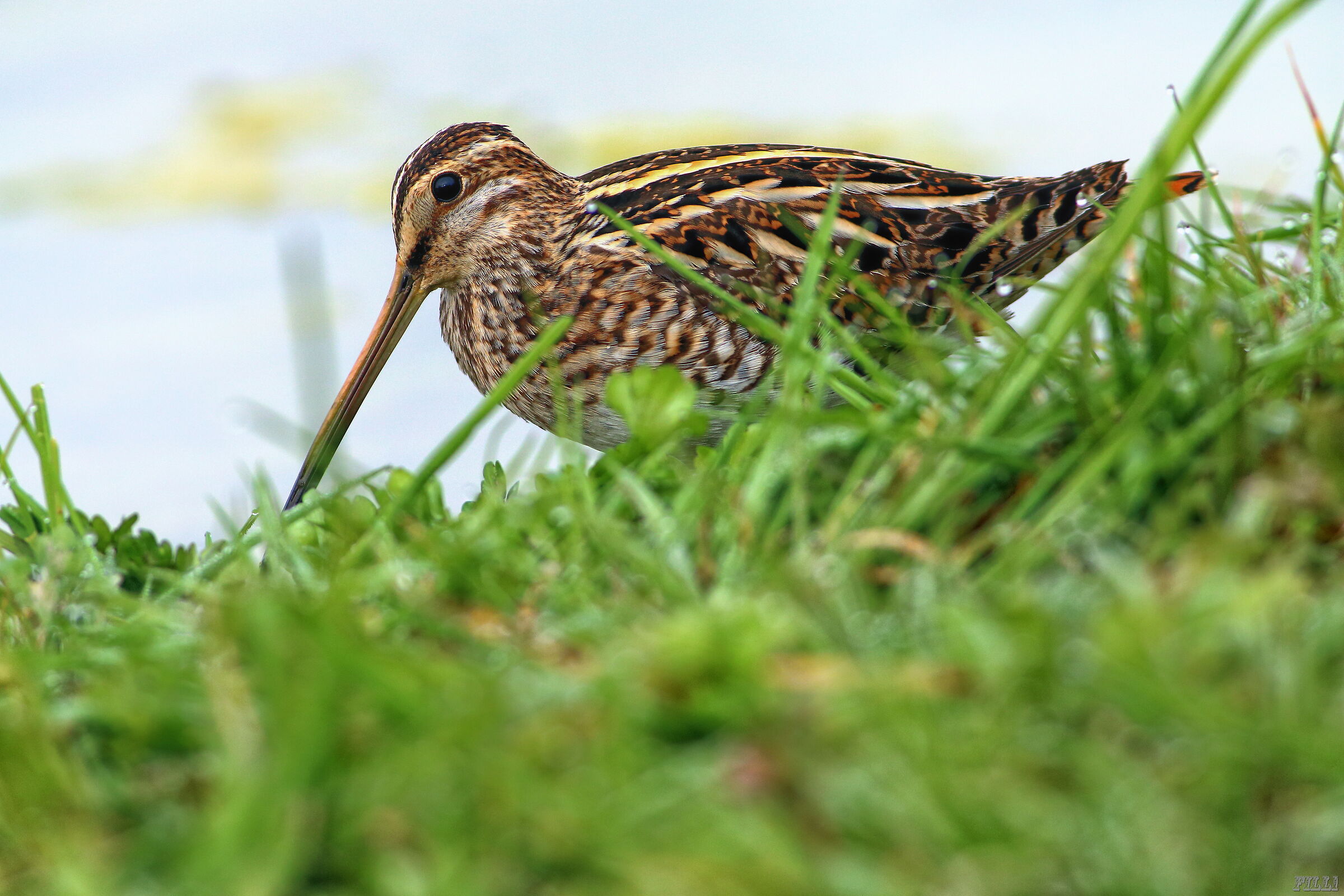Snipe