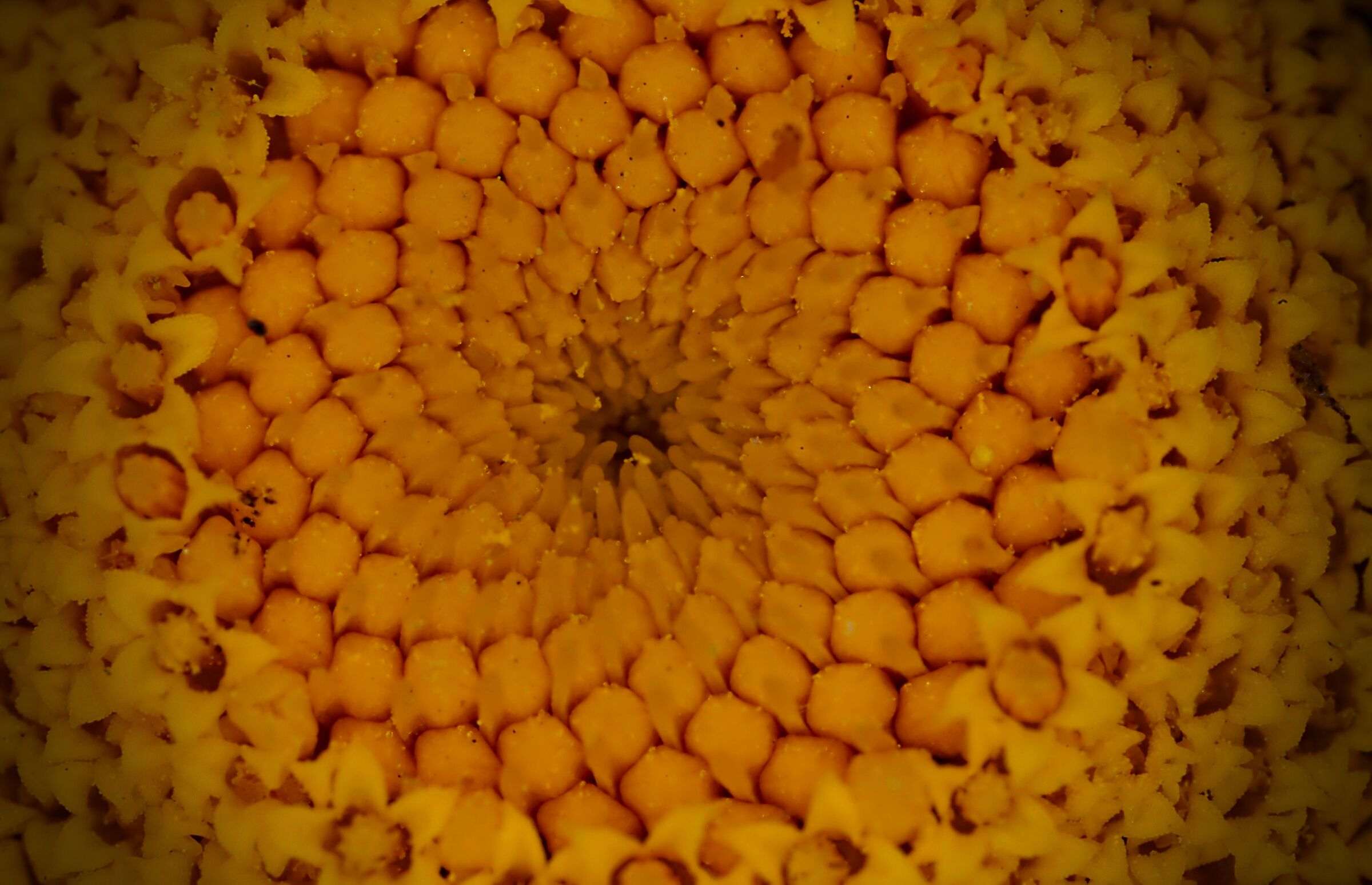 Nel cuore della margherita