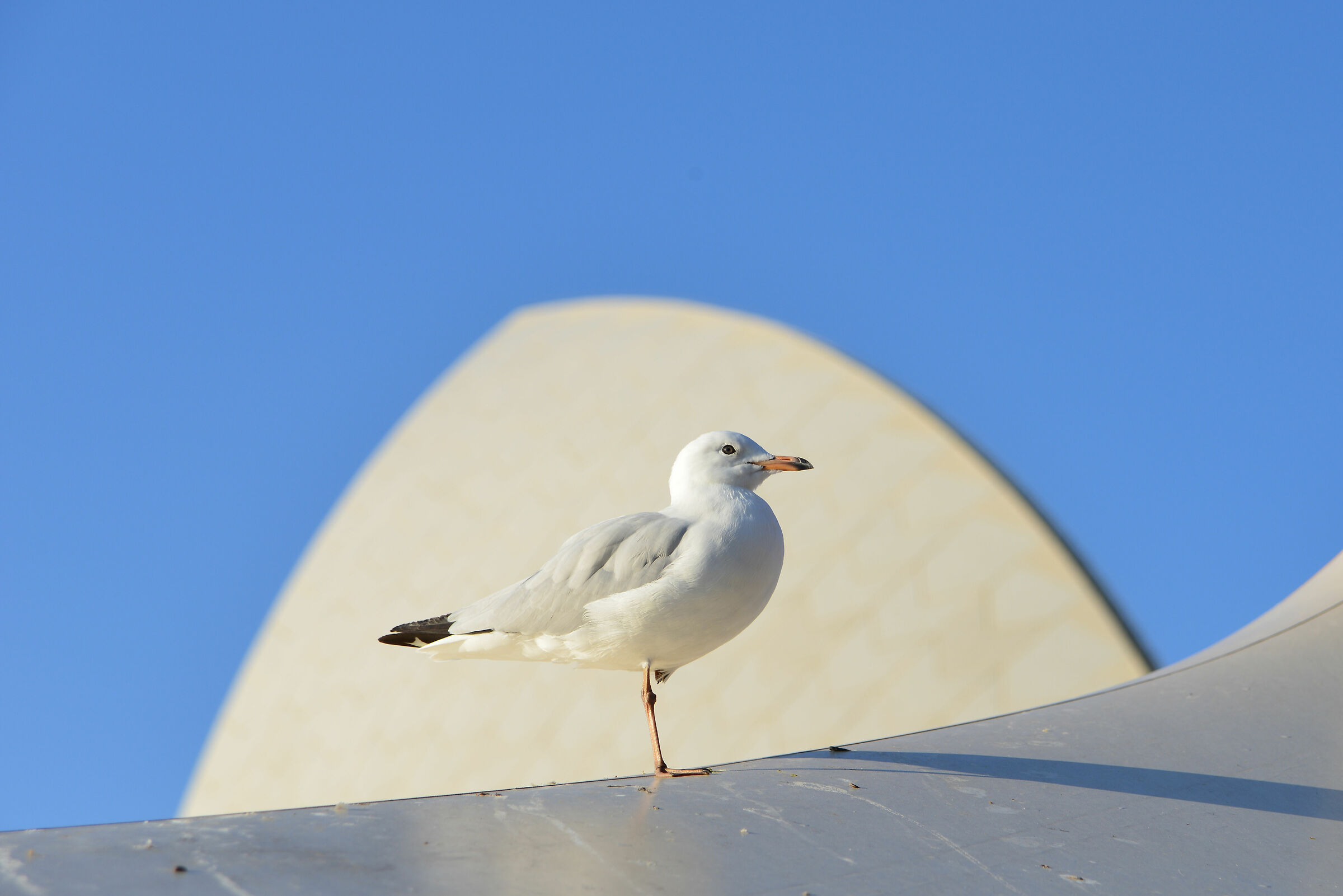 resting seagull