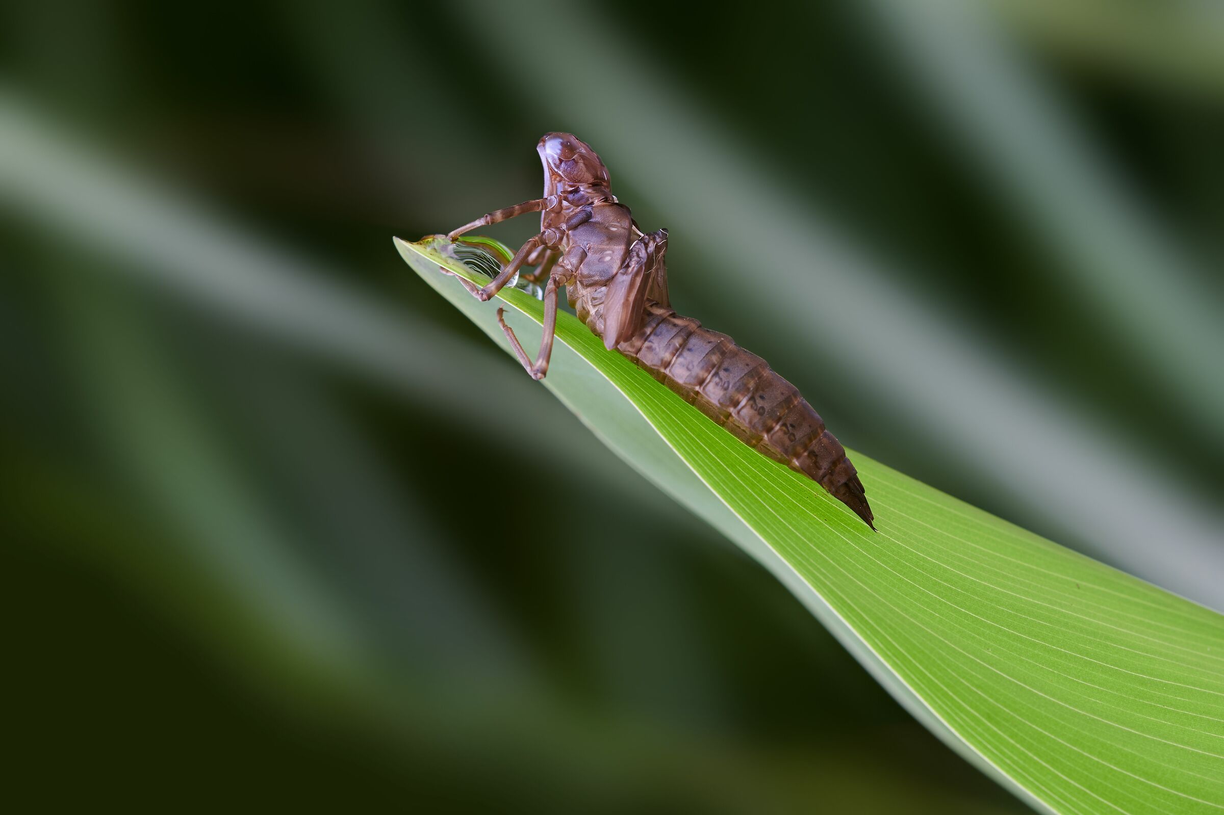 Larva di libellula prima dello sfarfallamento