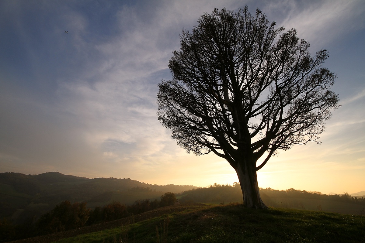 L'albero solitario