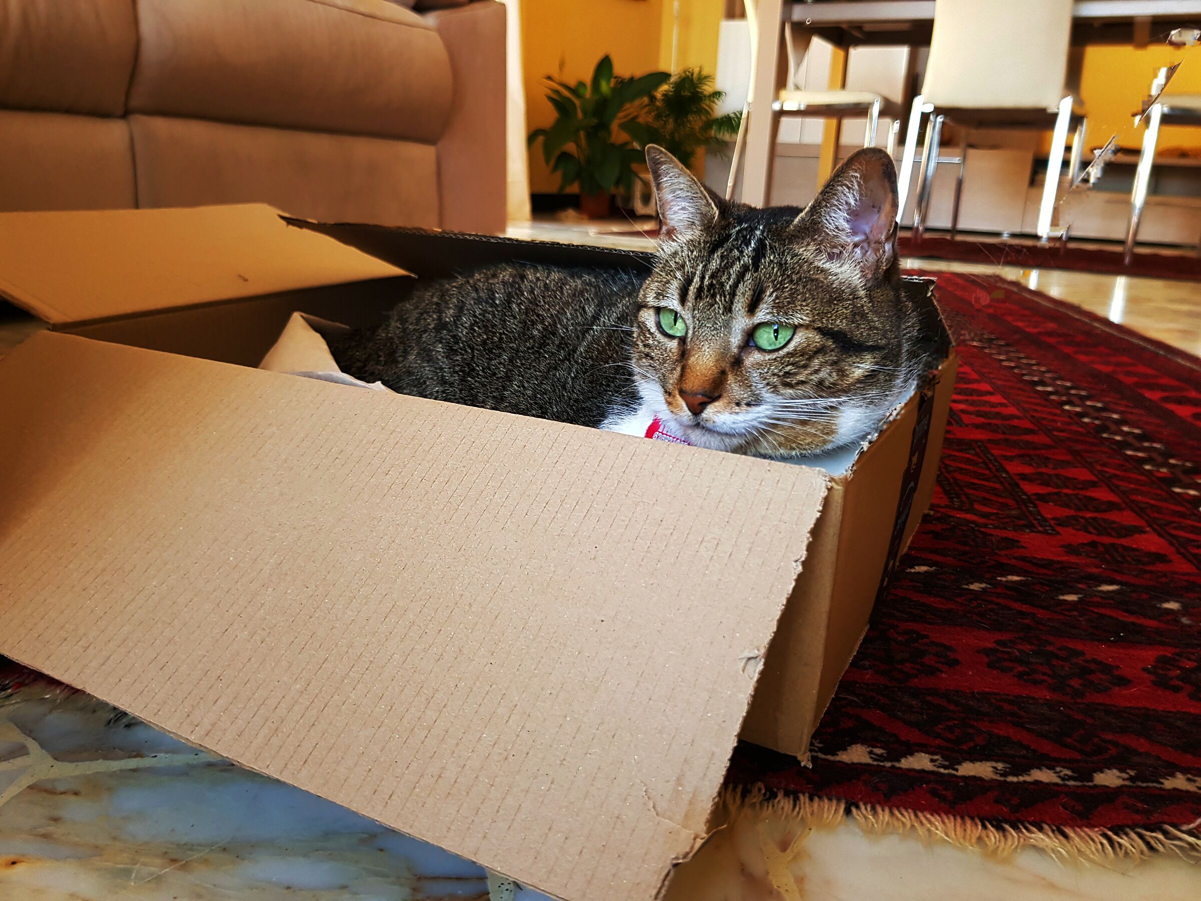 Hello, I'm Trufetta, every place is good to relax