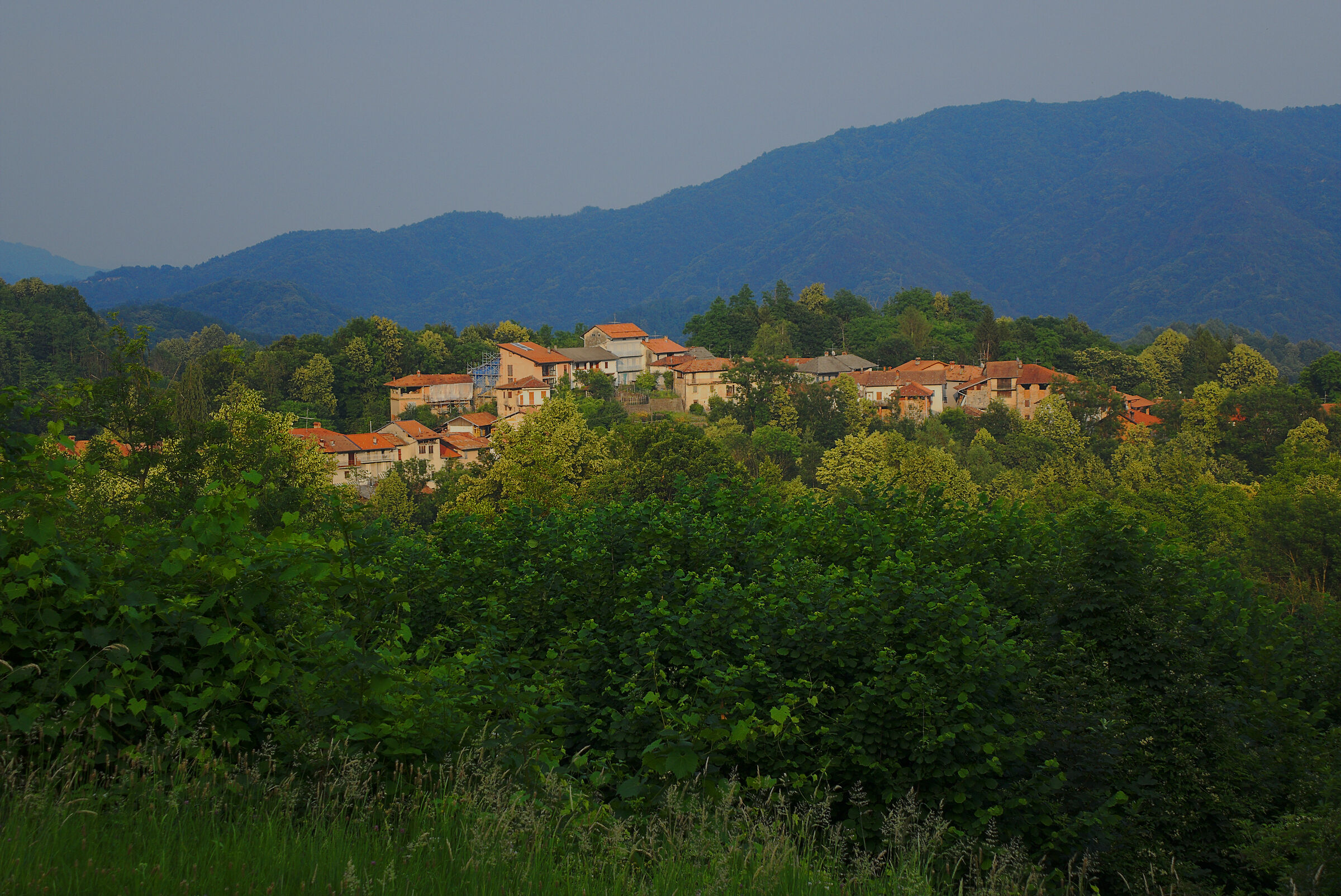 hamlet Birds of C April