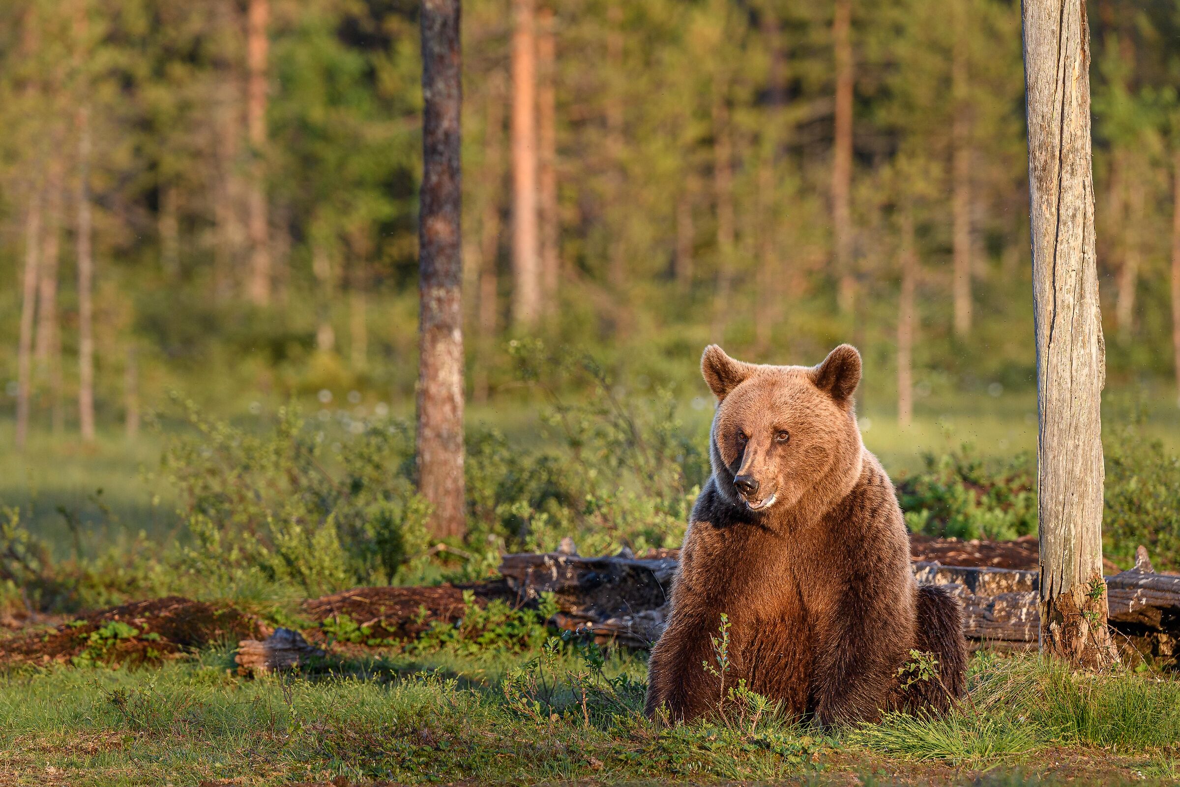 brown bear