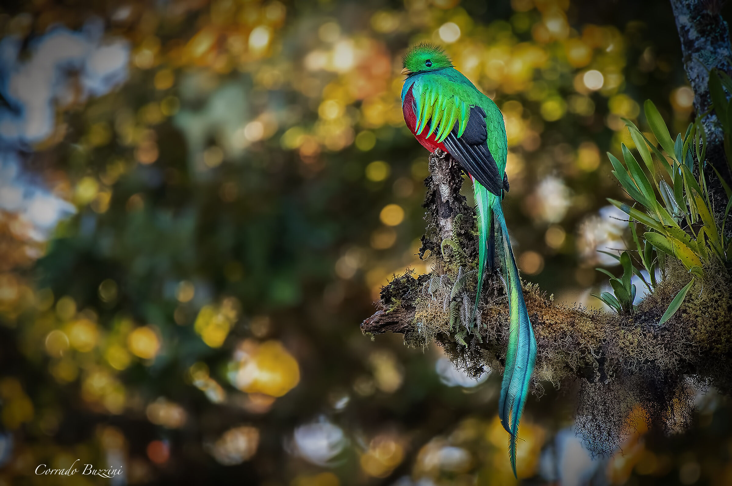 Quetzal