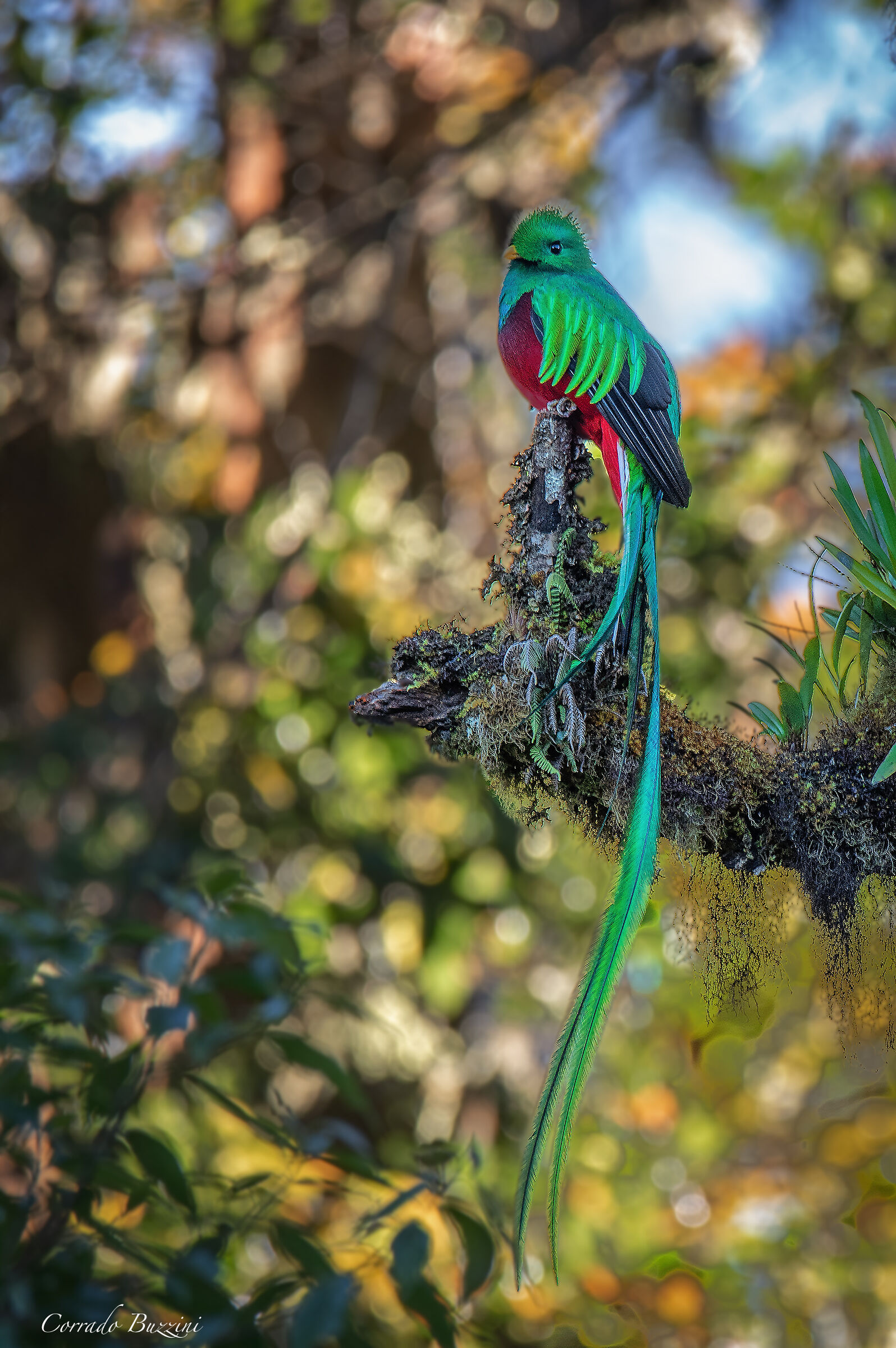 Quetzal