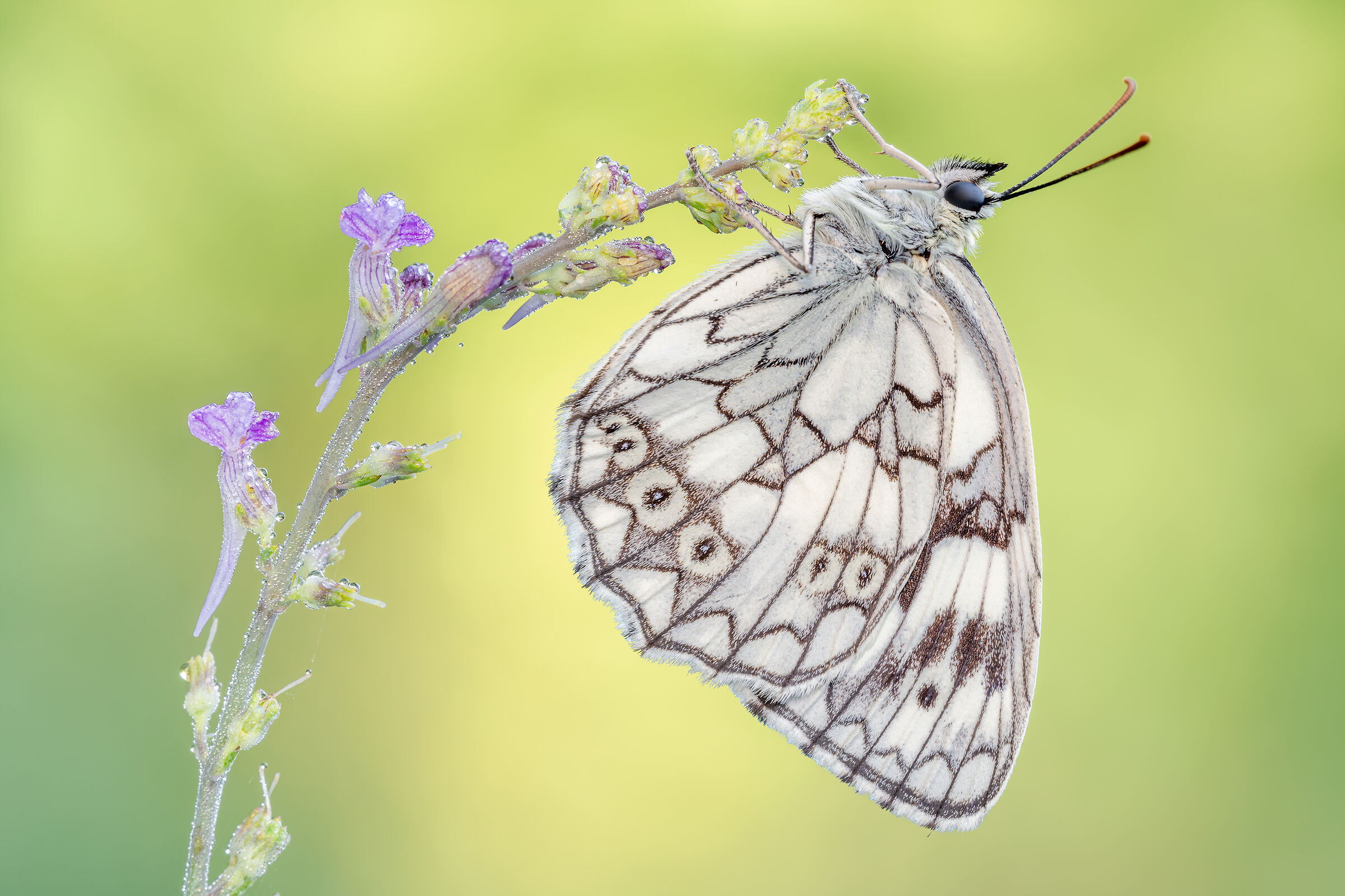 Melanargia galathea