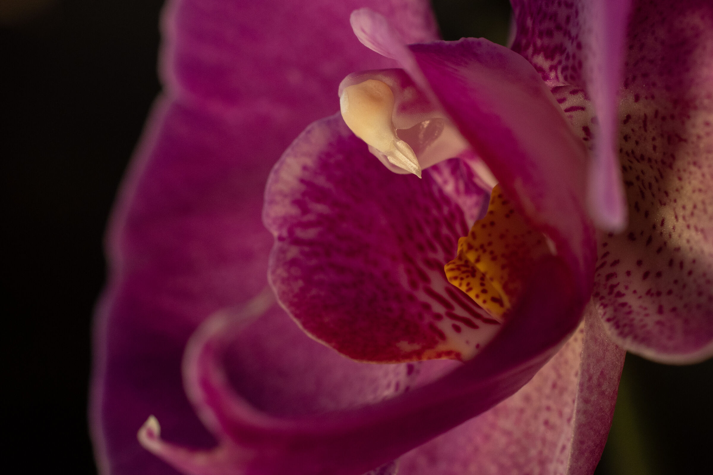 Orchidea