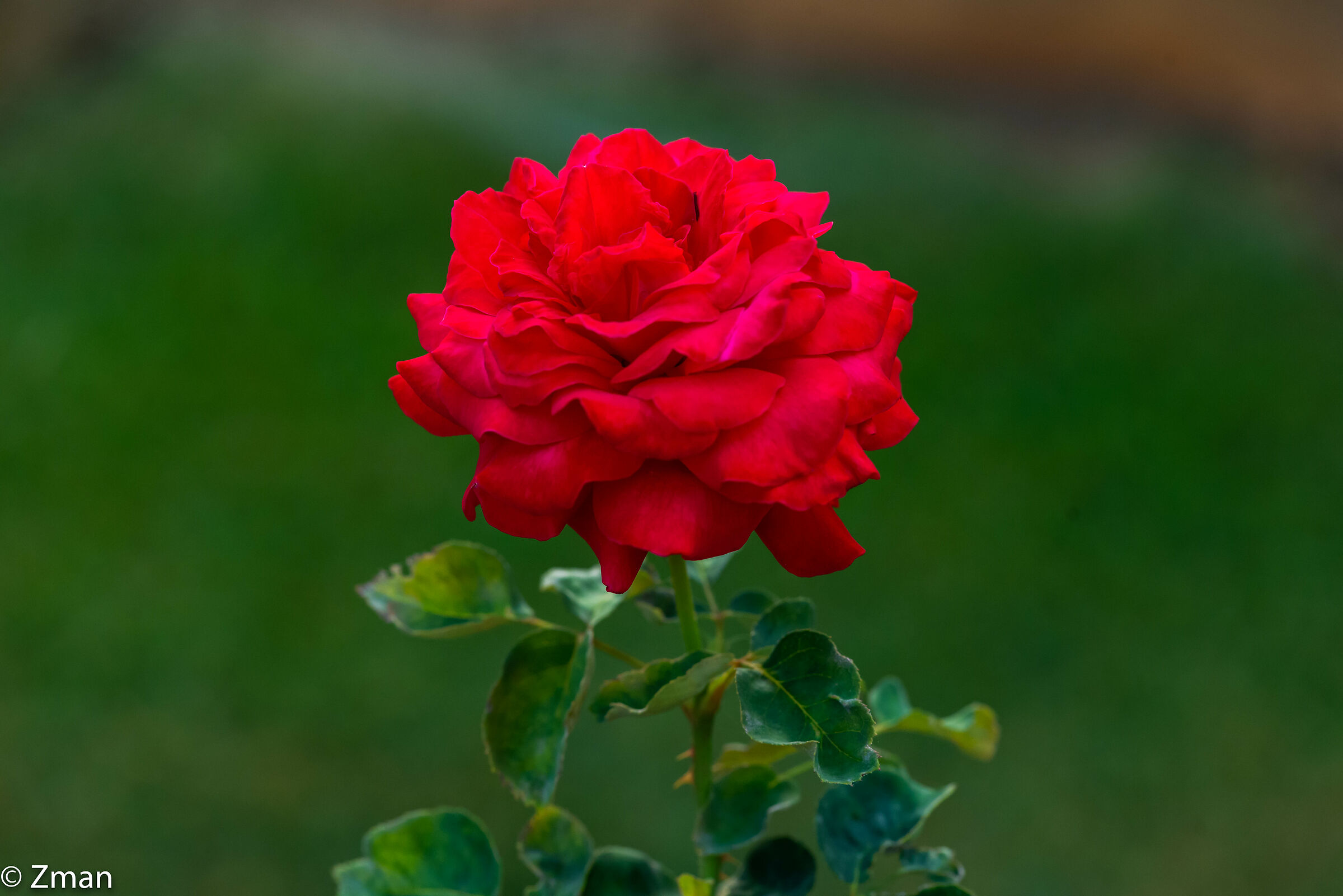 Rosa rossa