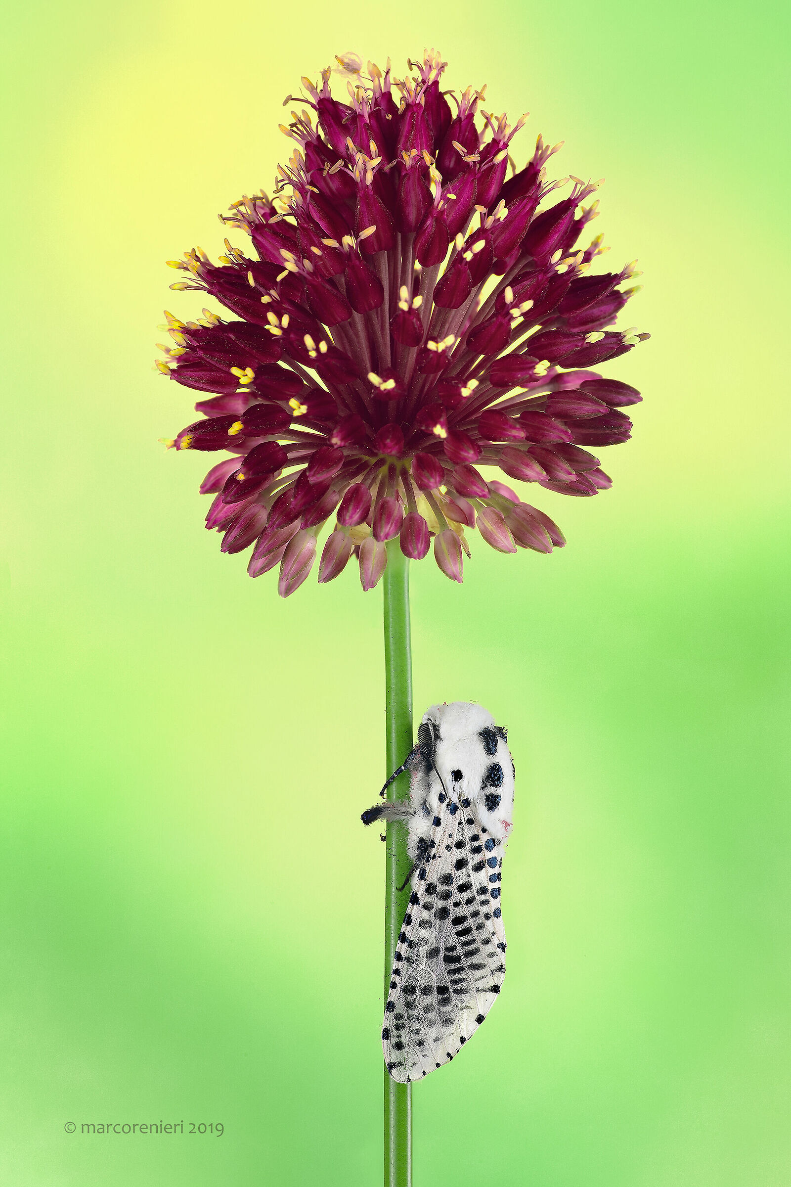 Zeuzera pyrina (falena leopardo)