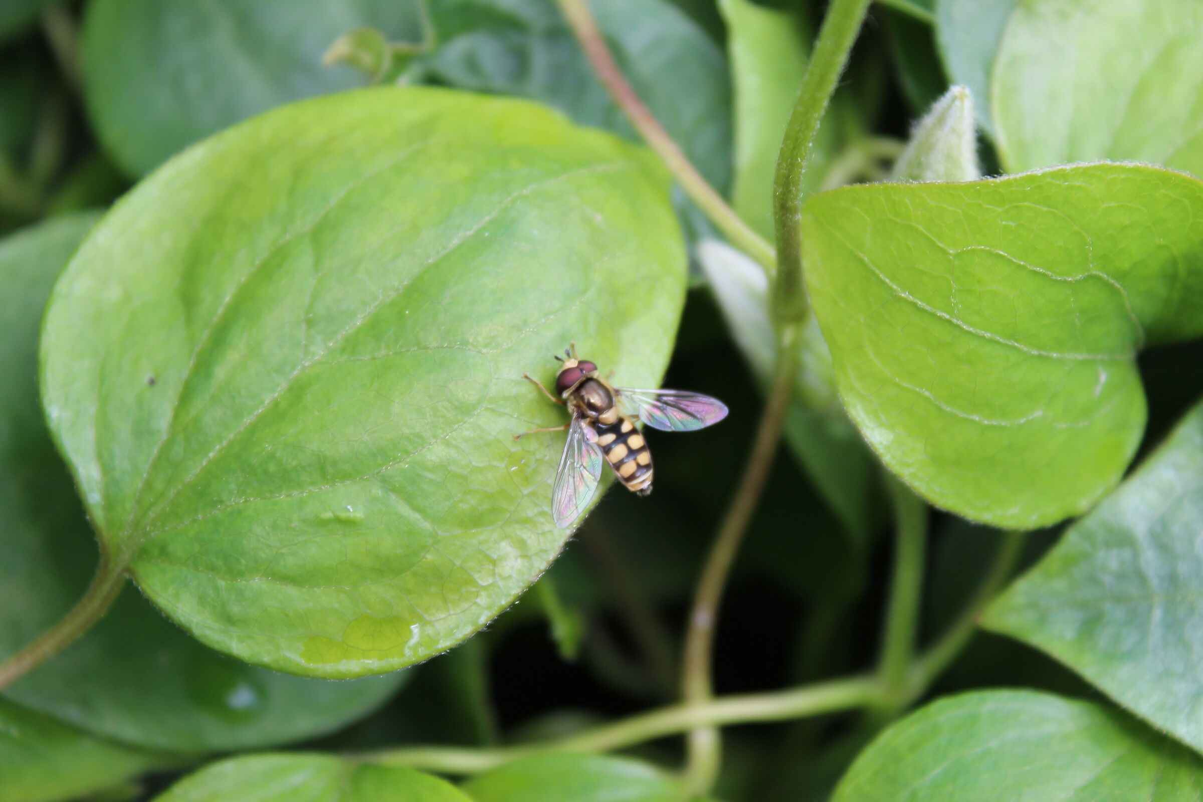 Hoverfly