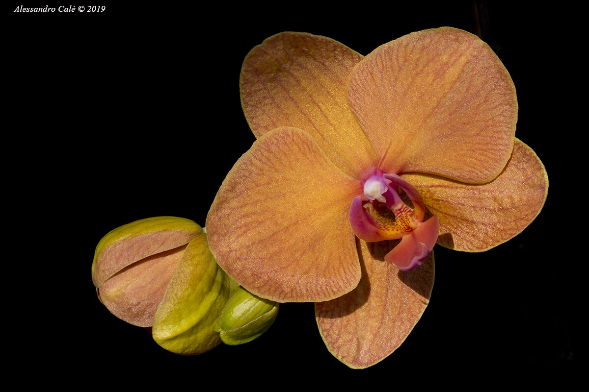 Le mie orchidee 3868