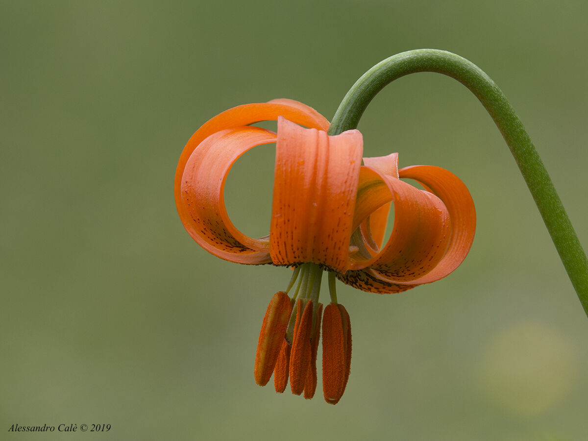 Lilium carniolicum (Giglio cattolico) 3656