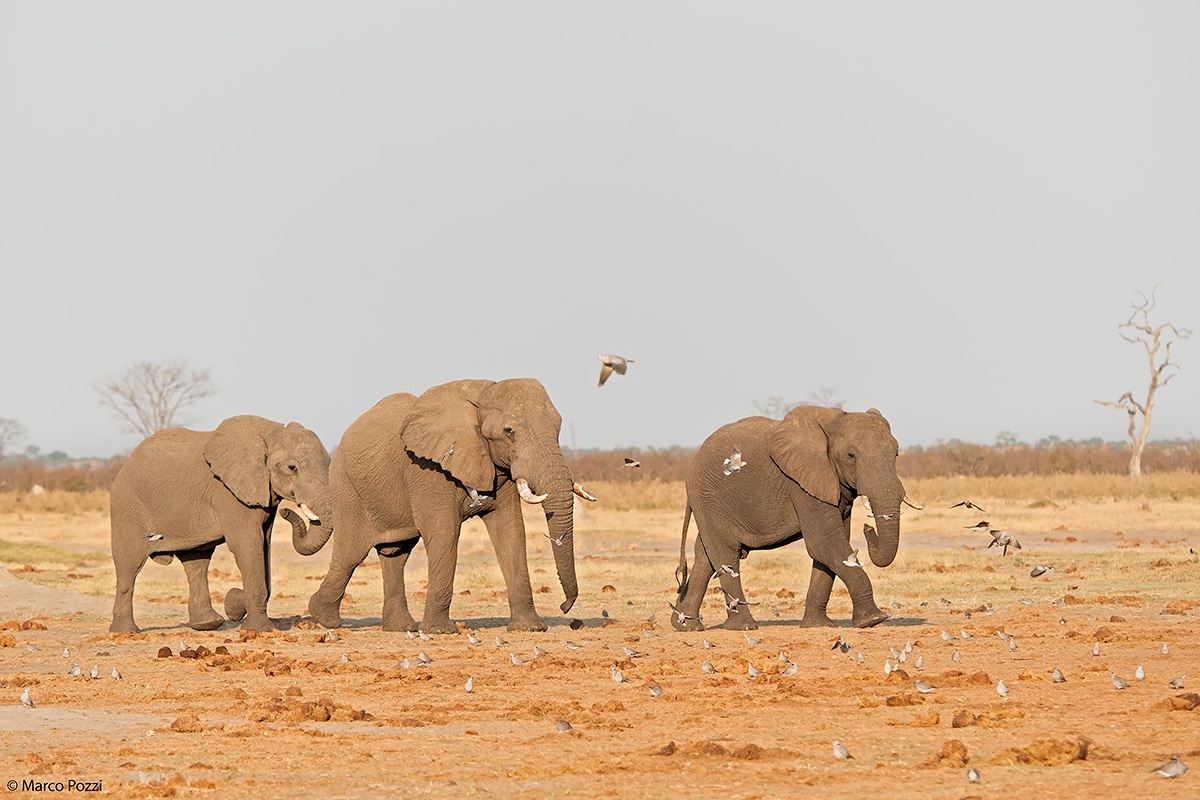 The Walk of the Giants
