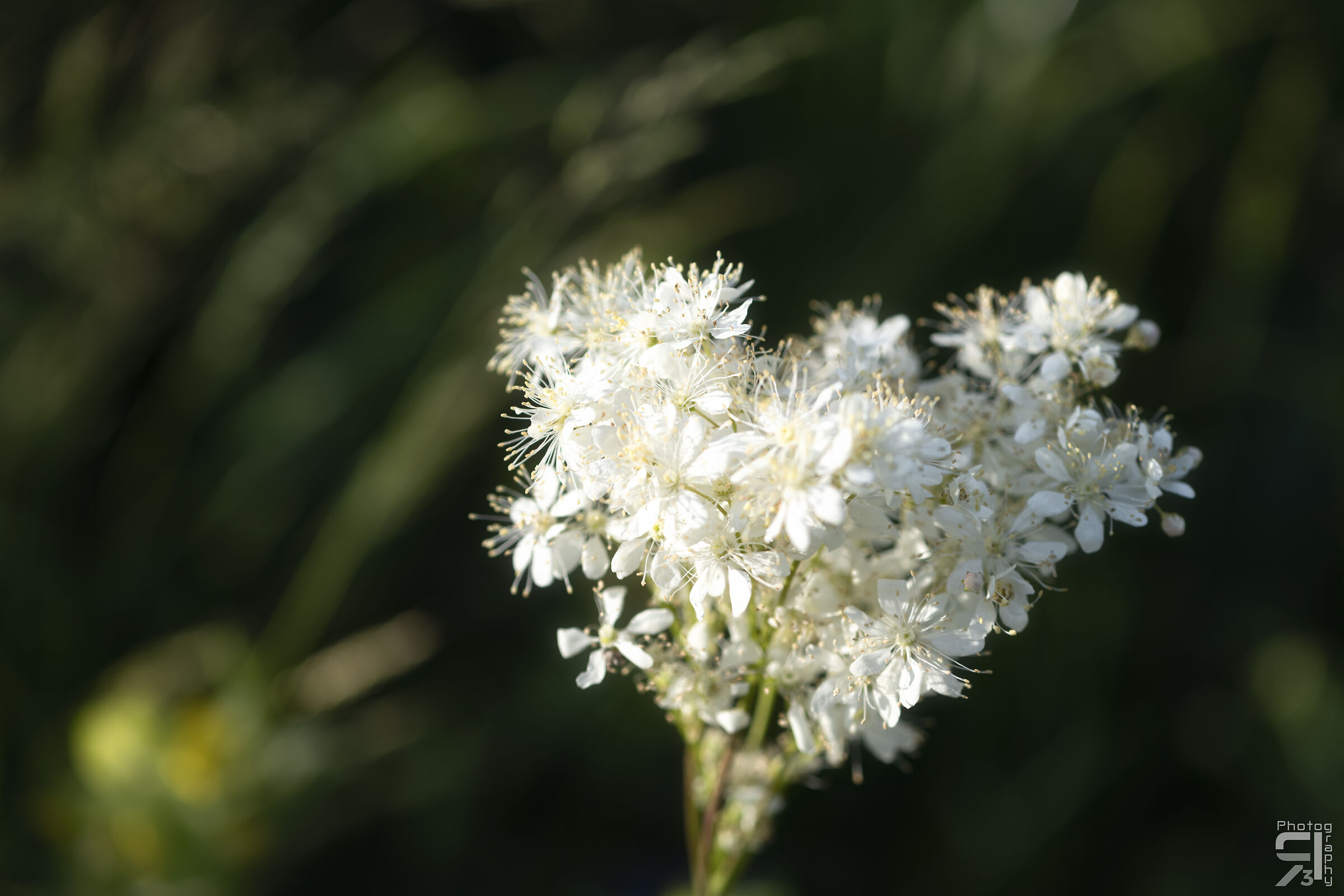 Un Cuore Bianco in mezzo al verde