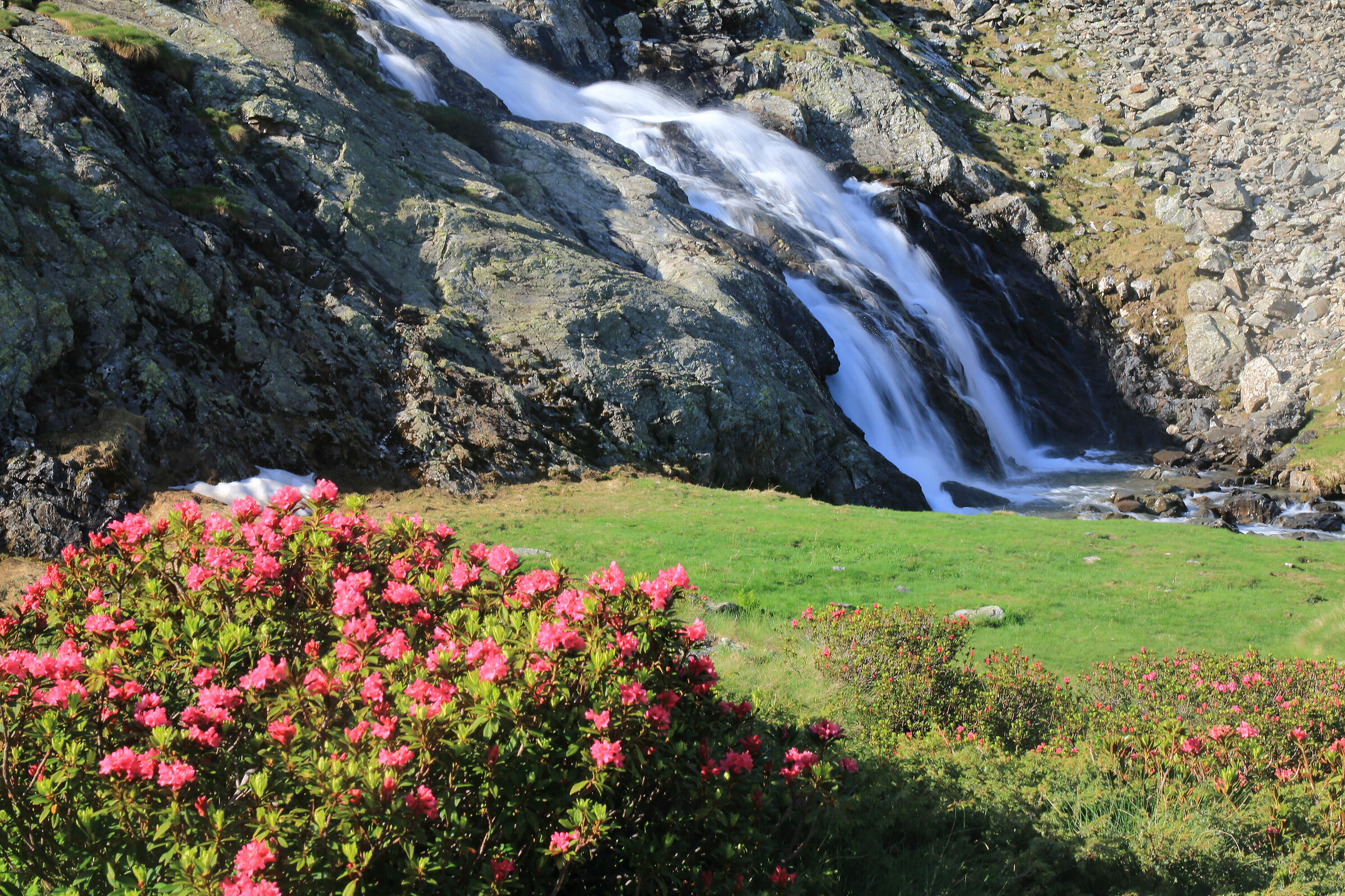fioritura alla Cerviera