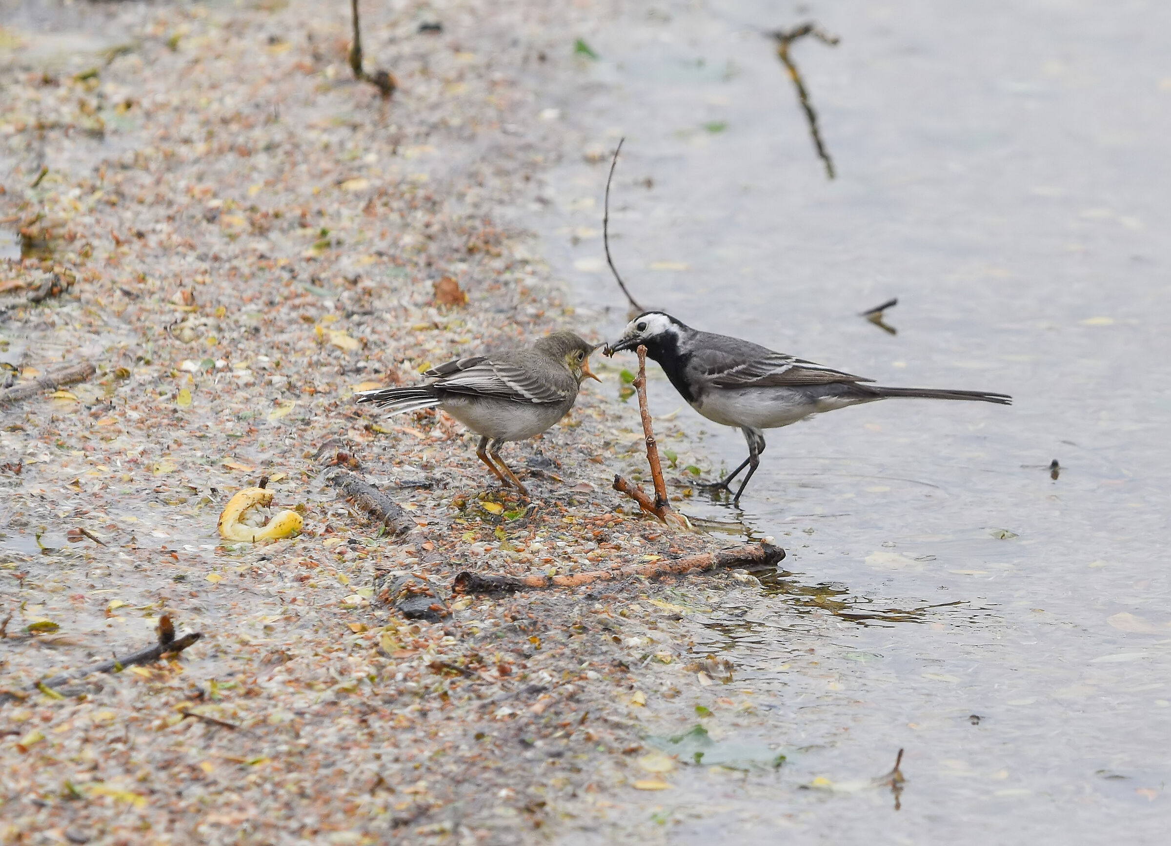 La ballerina bianca e il suo piccolo