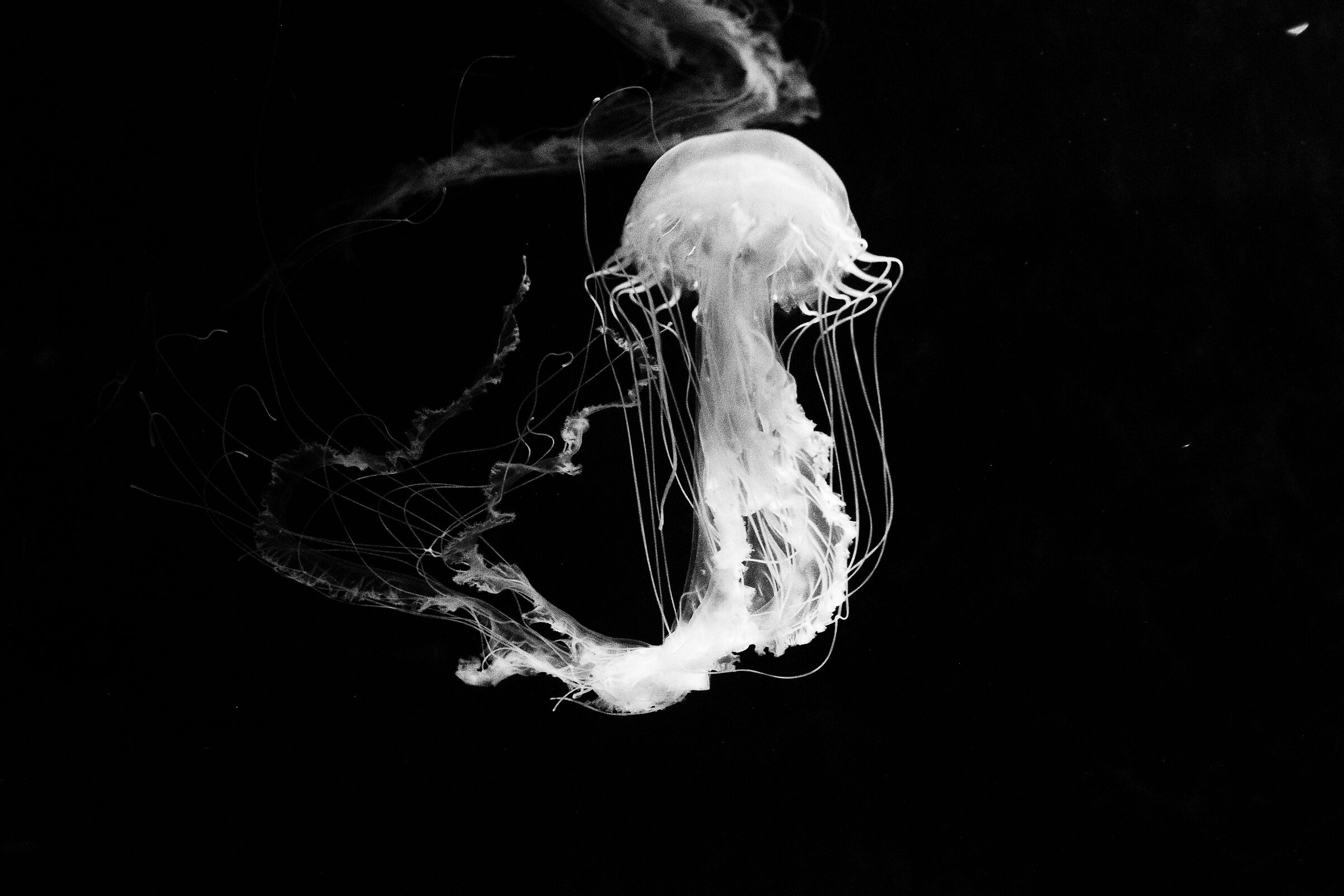 Jellyfish