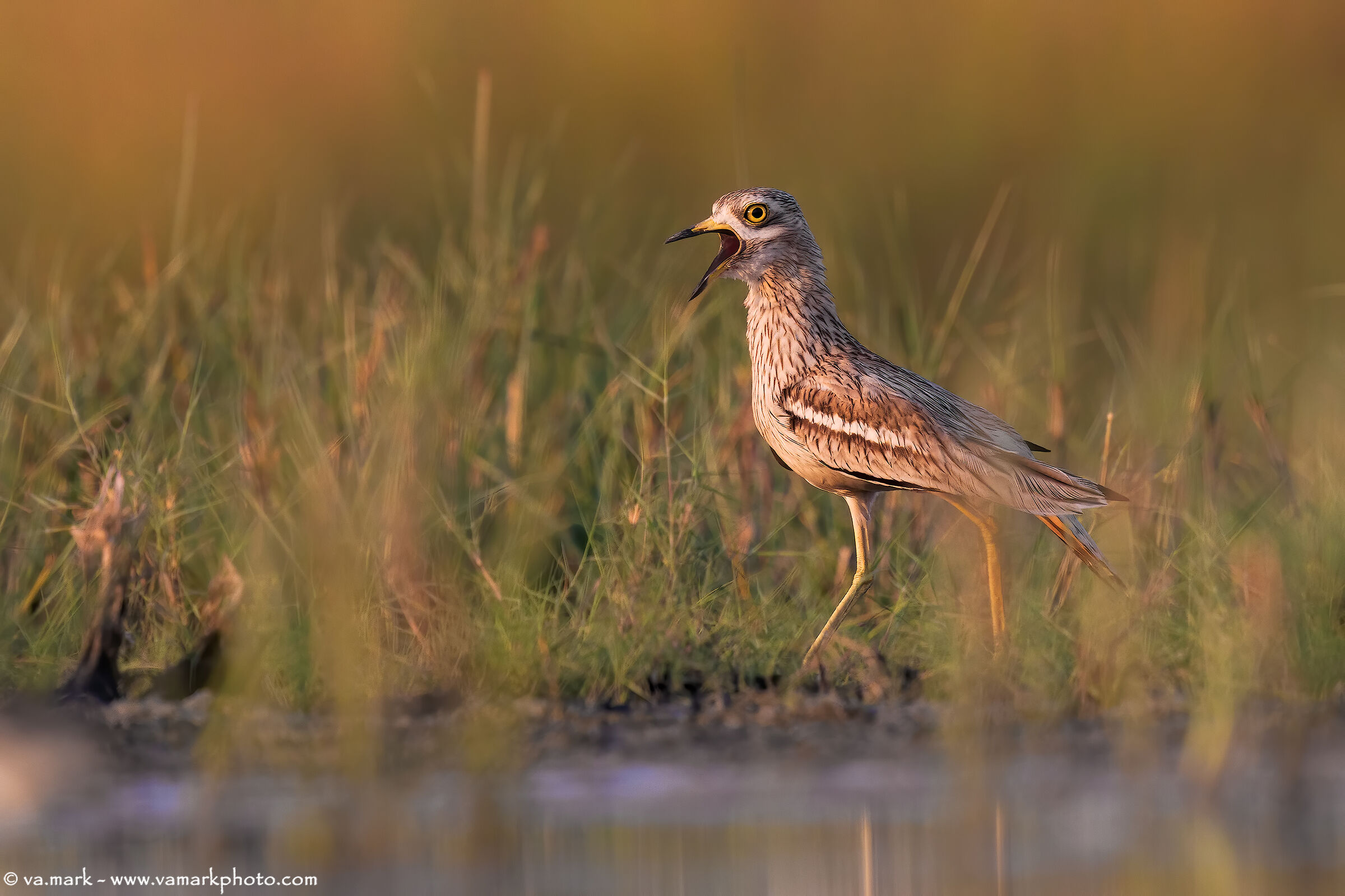 l'urlo dell'Occhione