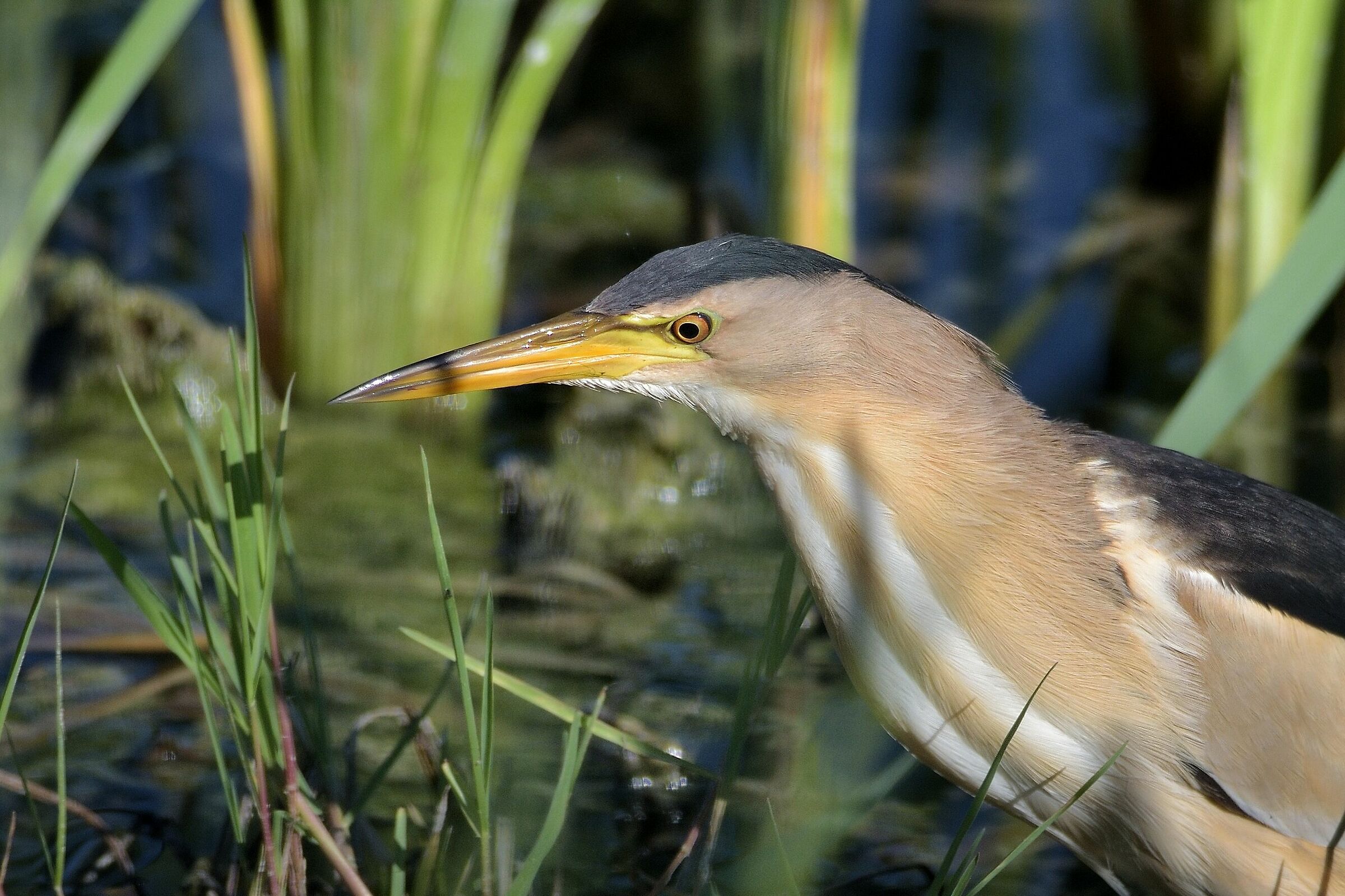 Tarabusino maschio nel canneto
