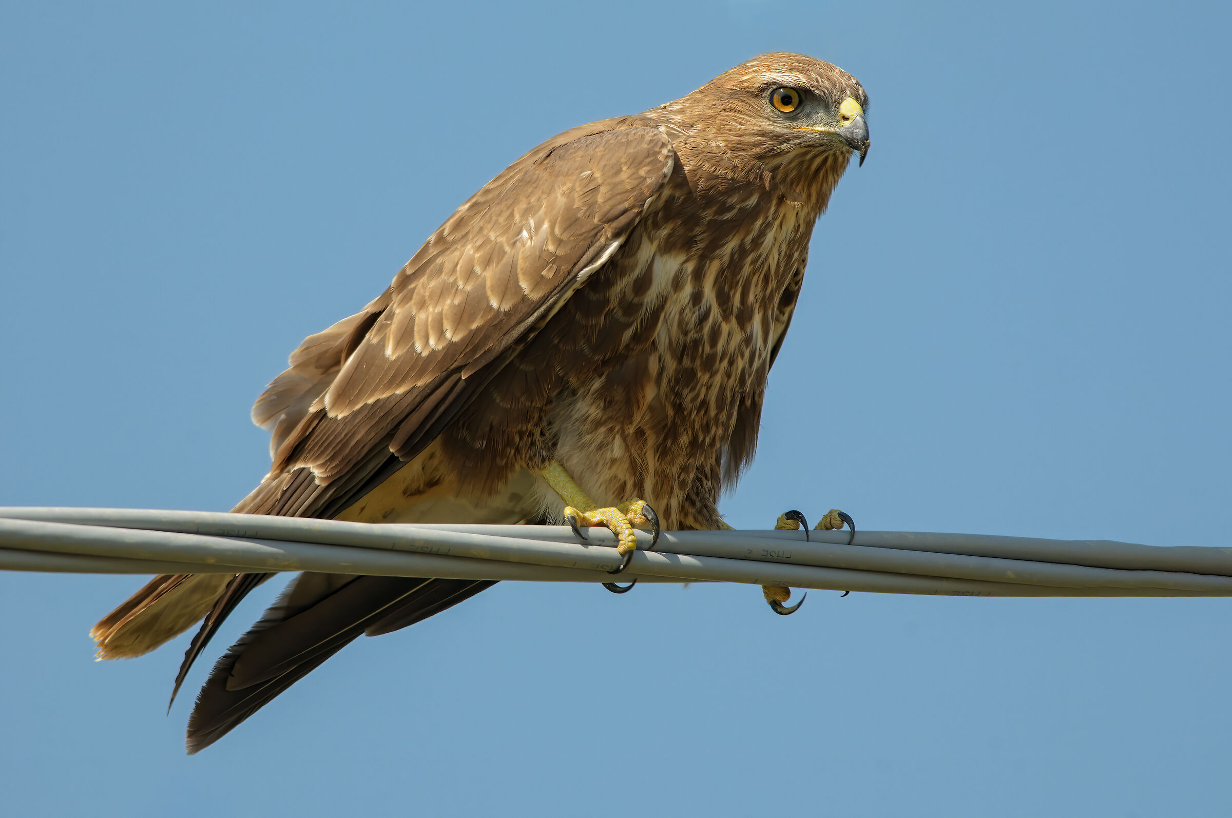 Poiana (Buteo buteo)