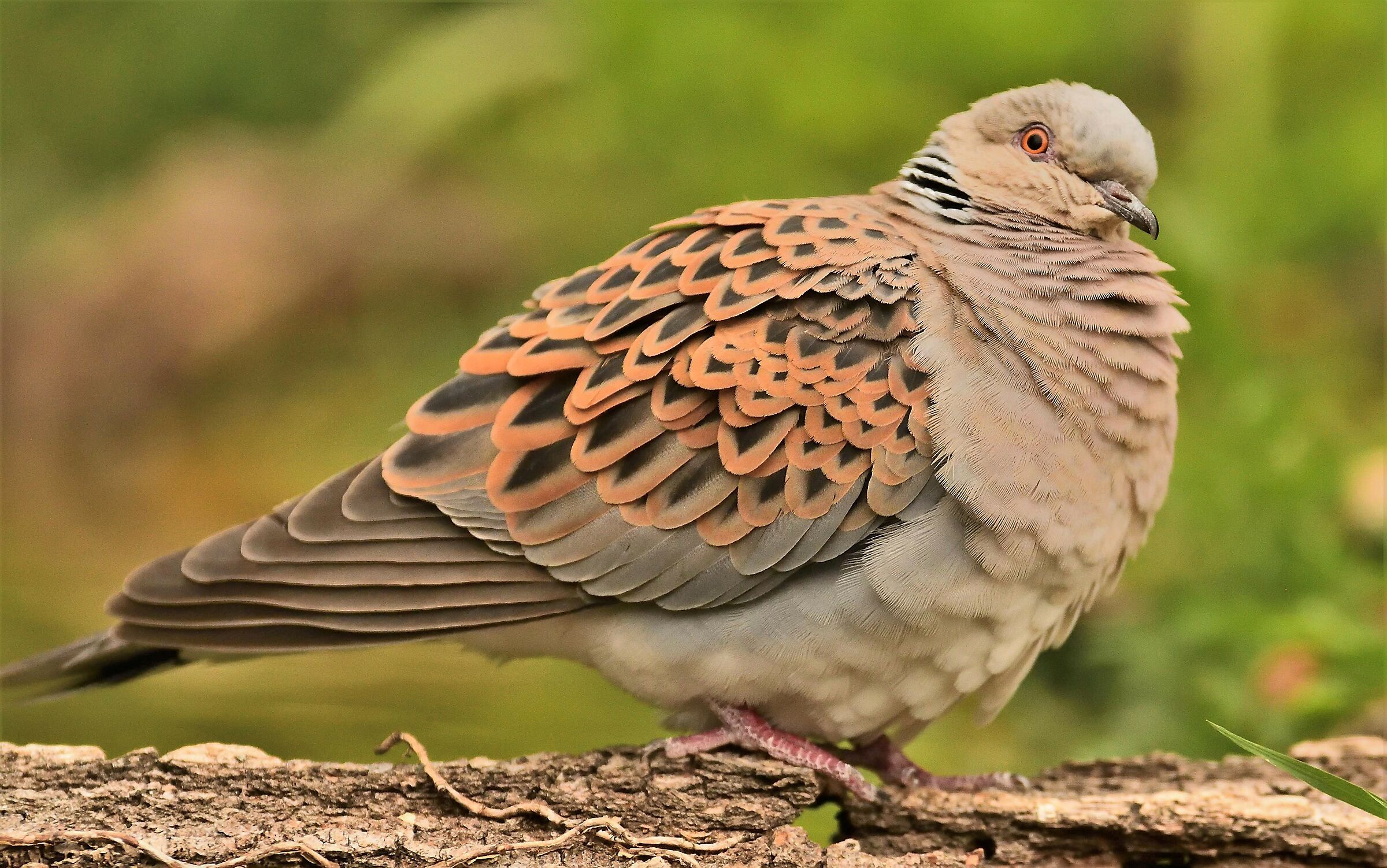 wild dove