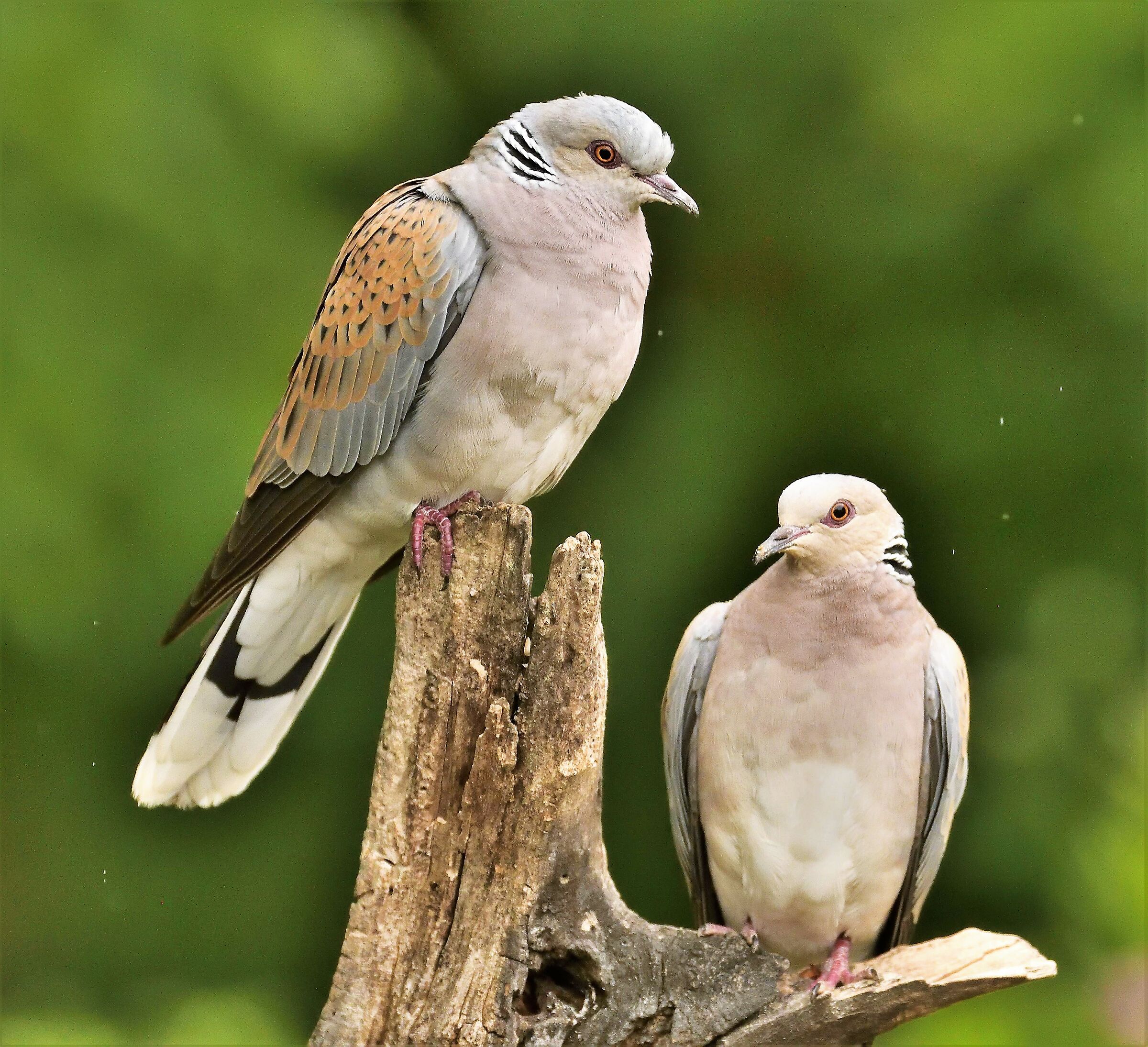 wild dove