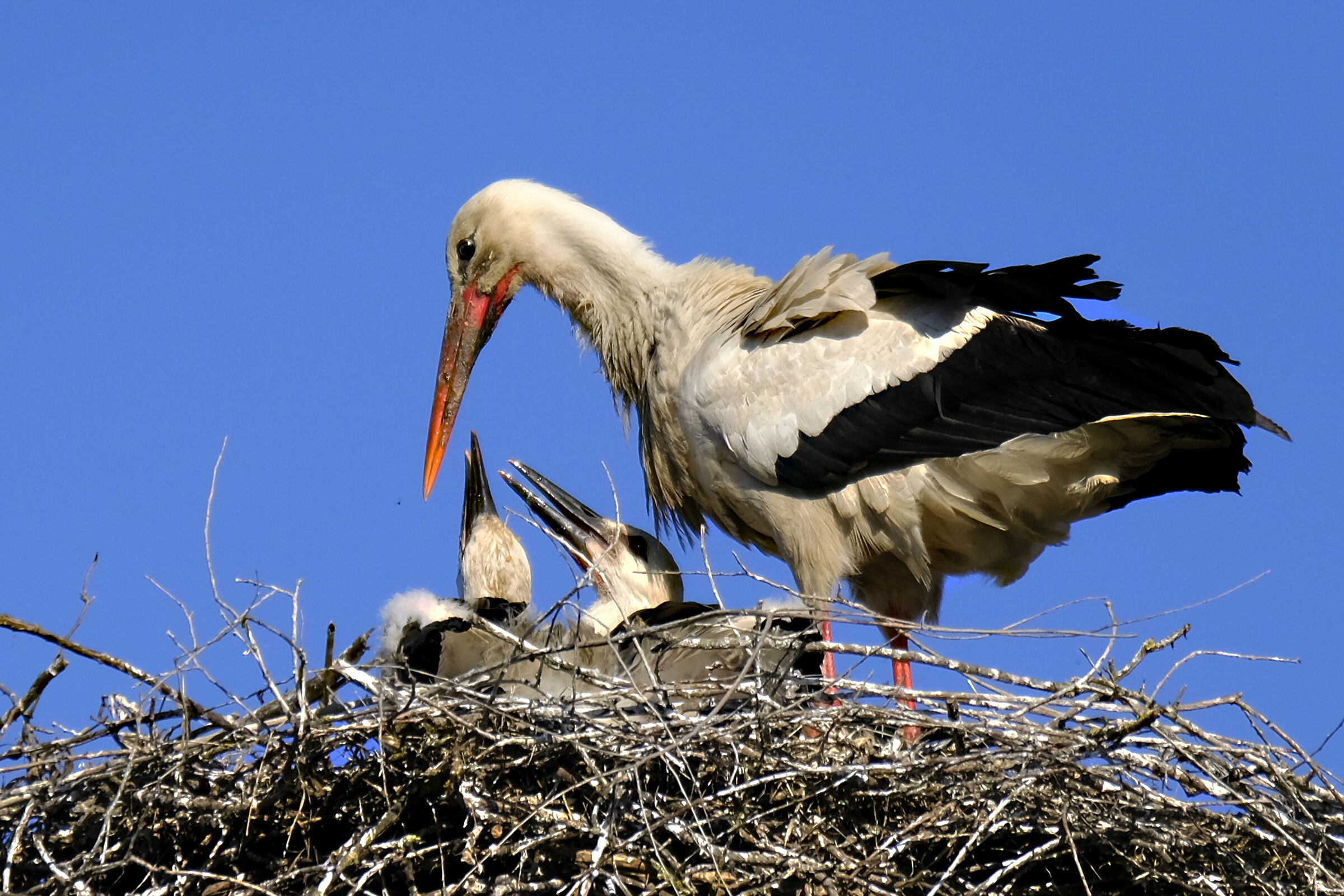 Storks