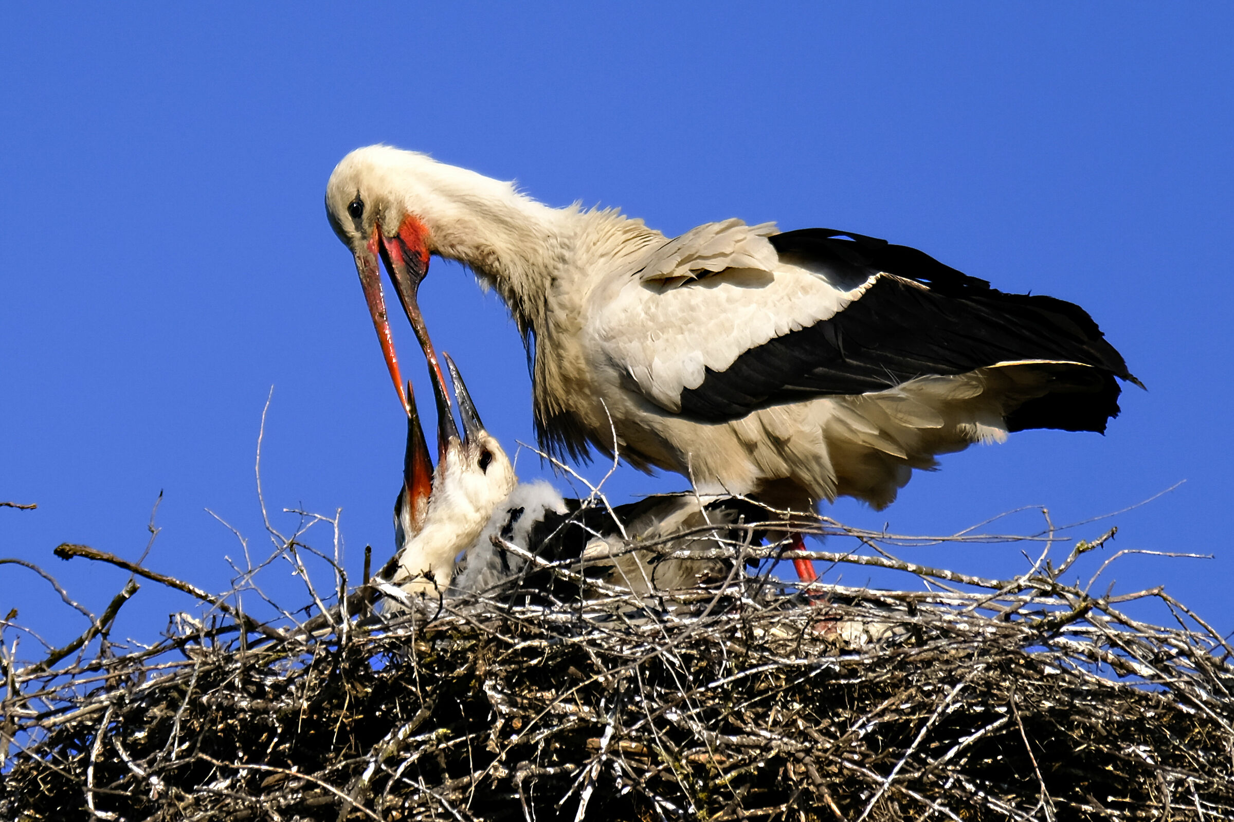 Storks