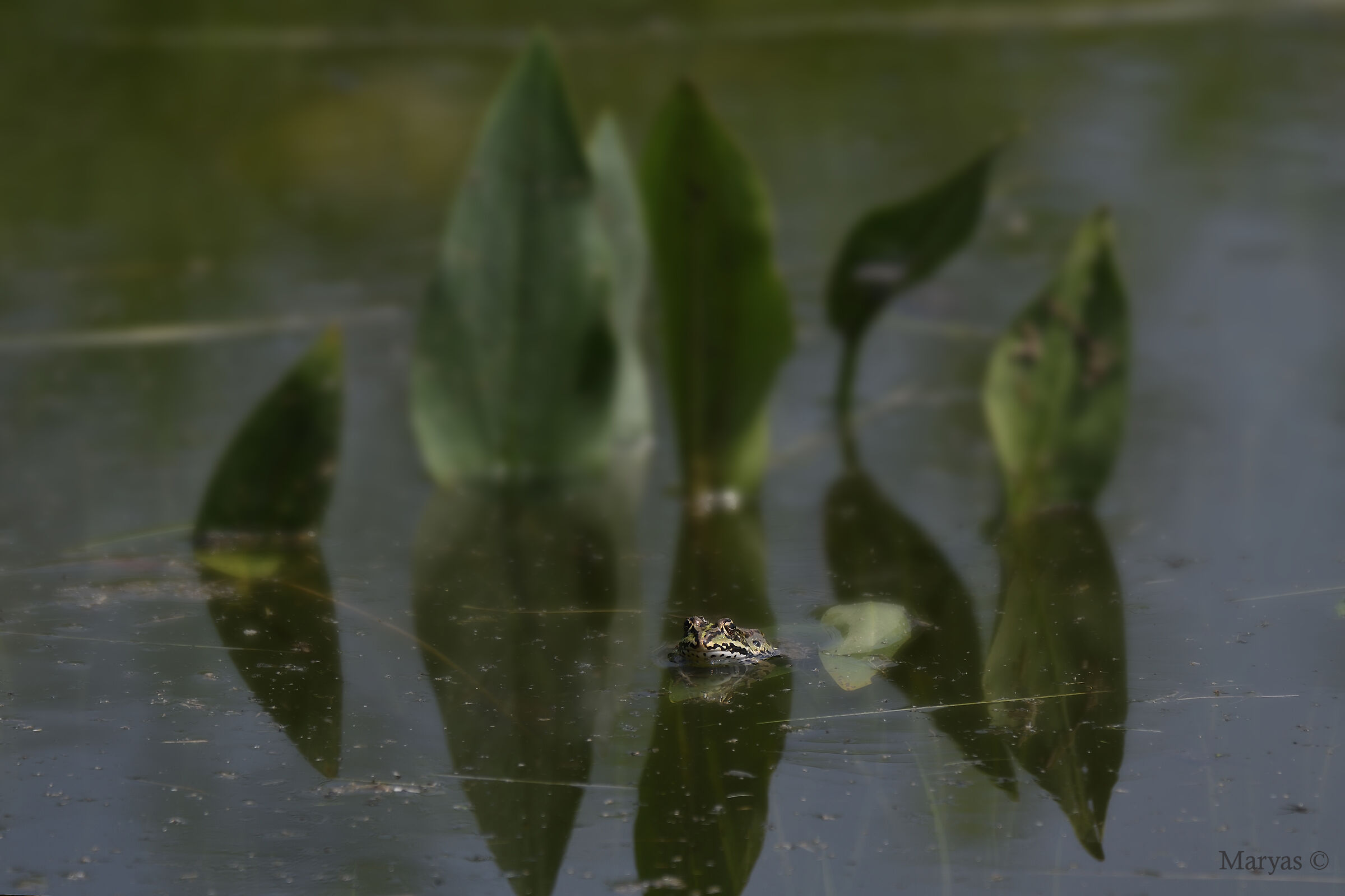 The Frog and His Throne