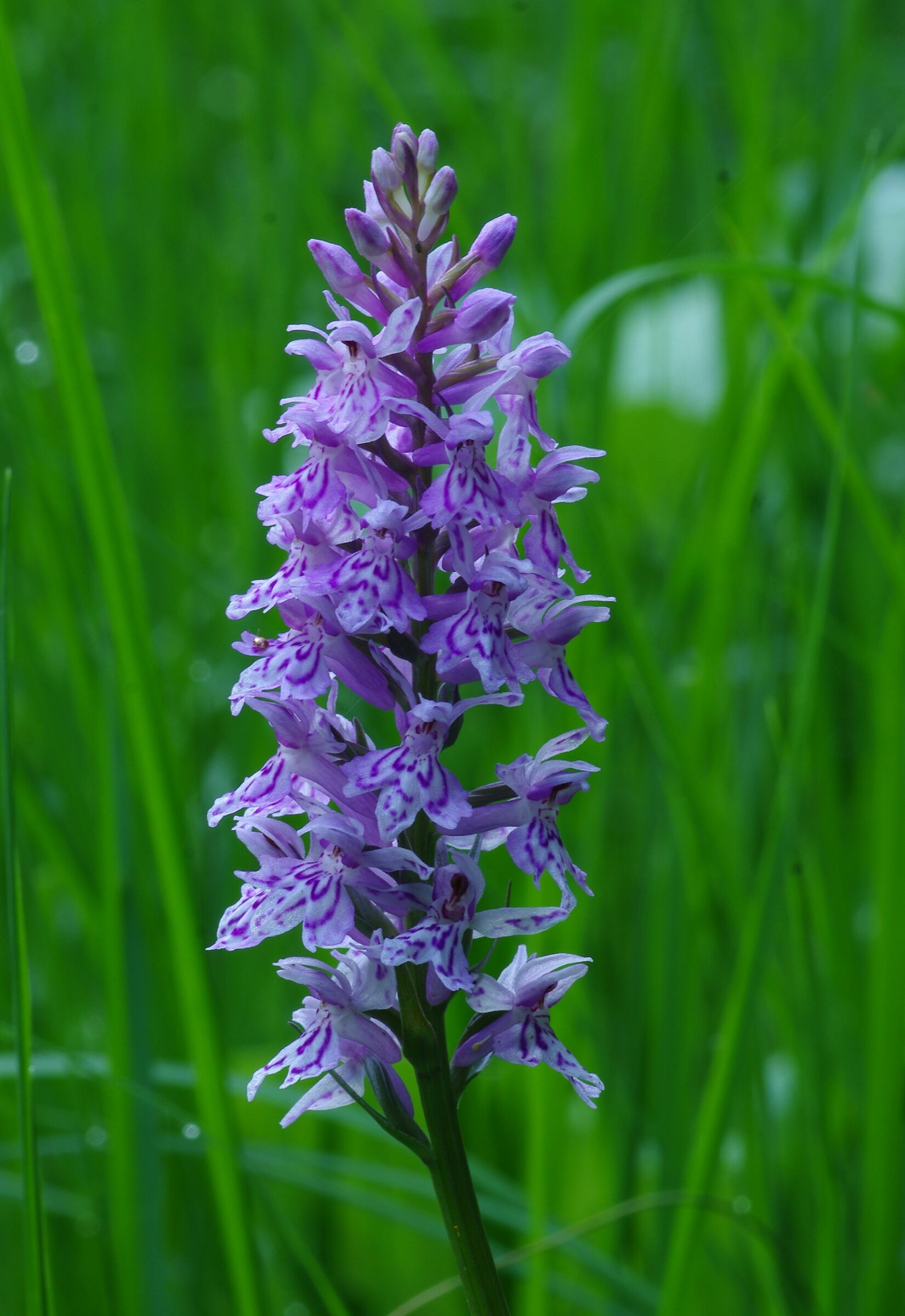 Dactylorhiza s.l.