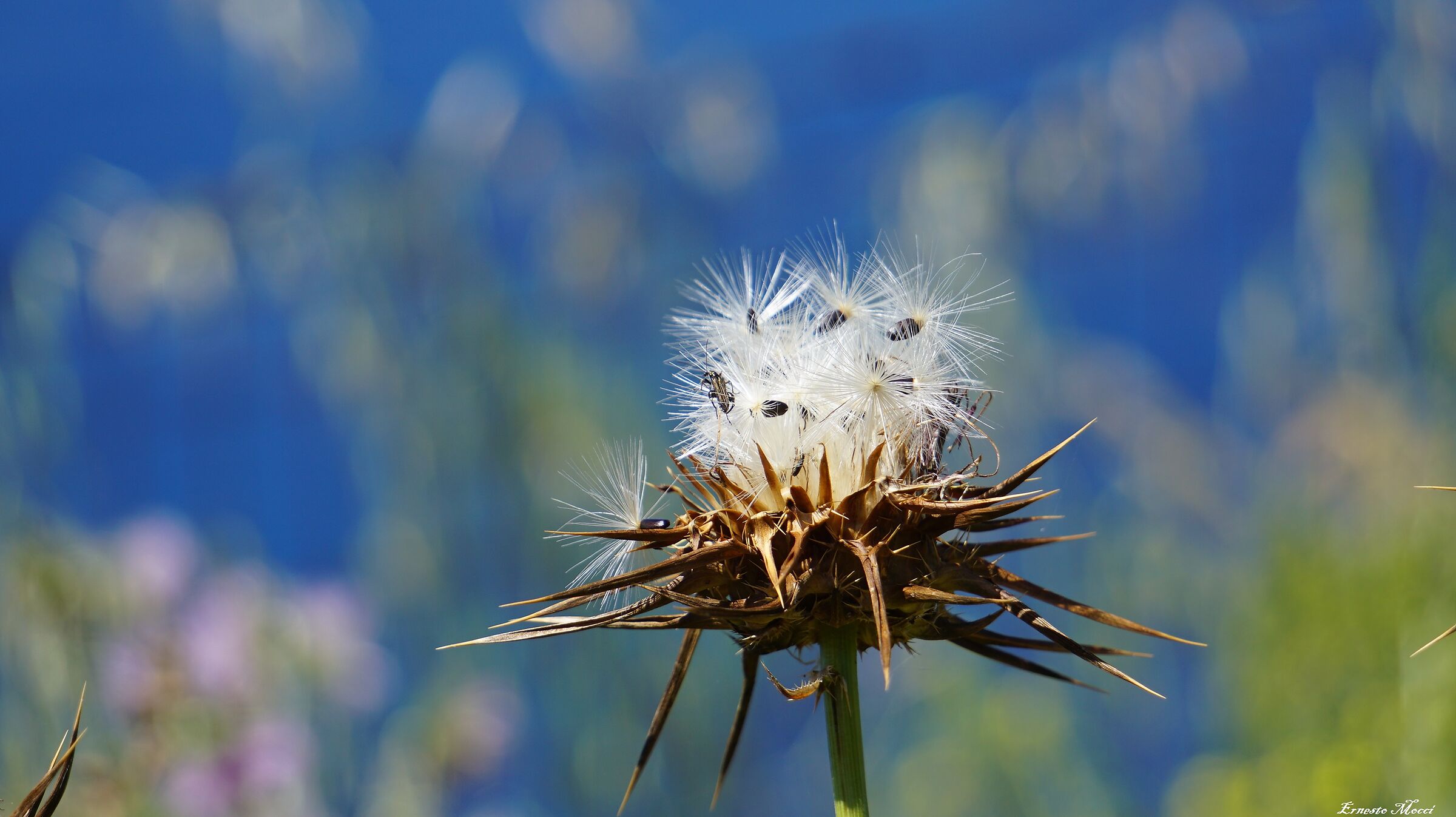 il Ciclo Morte e Rinascita Interminabile
