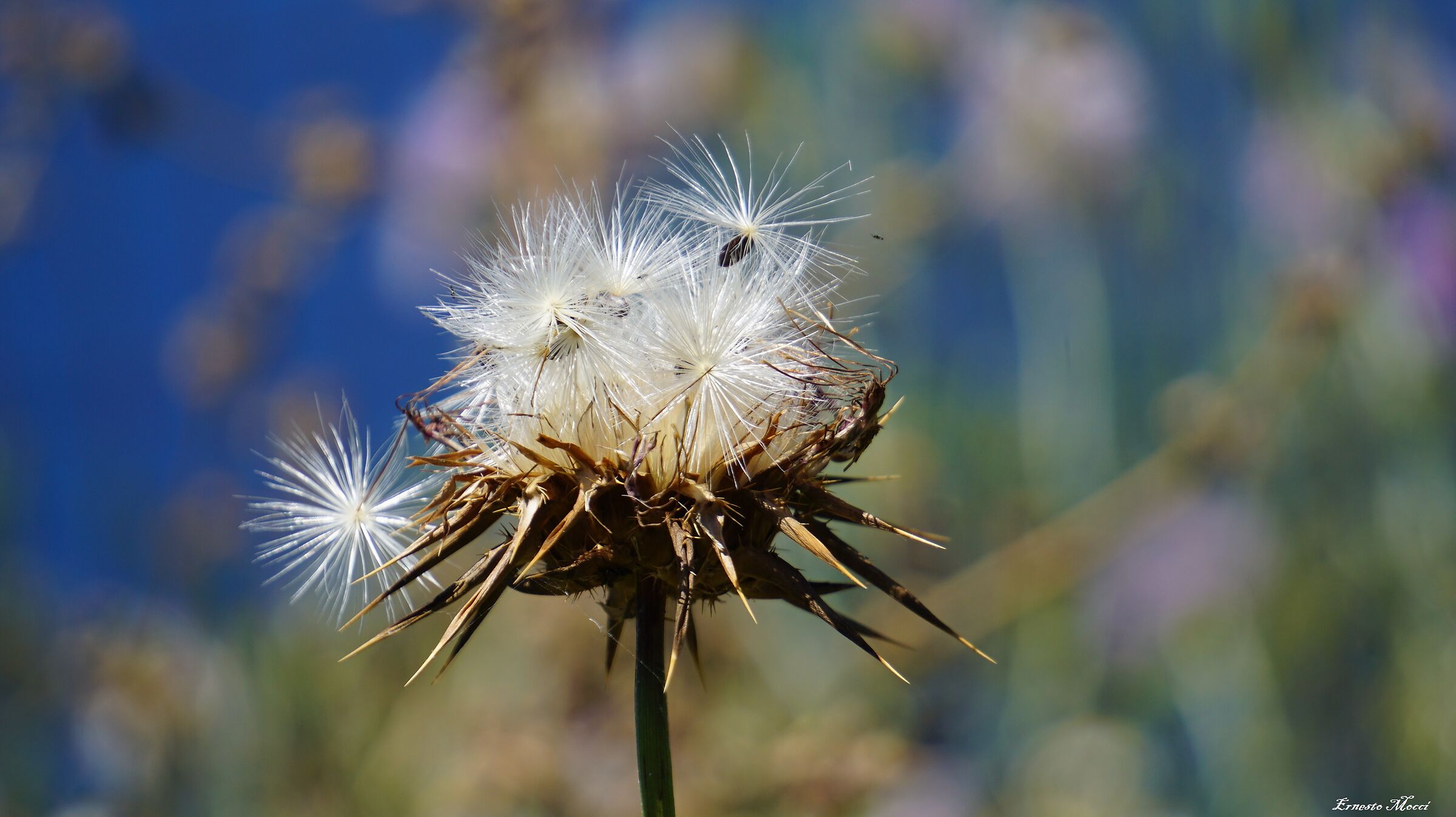 Rinascerò Finché Potrò
