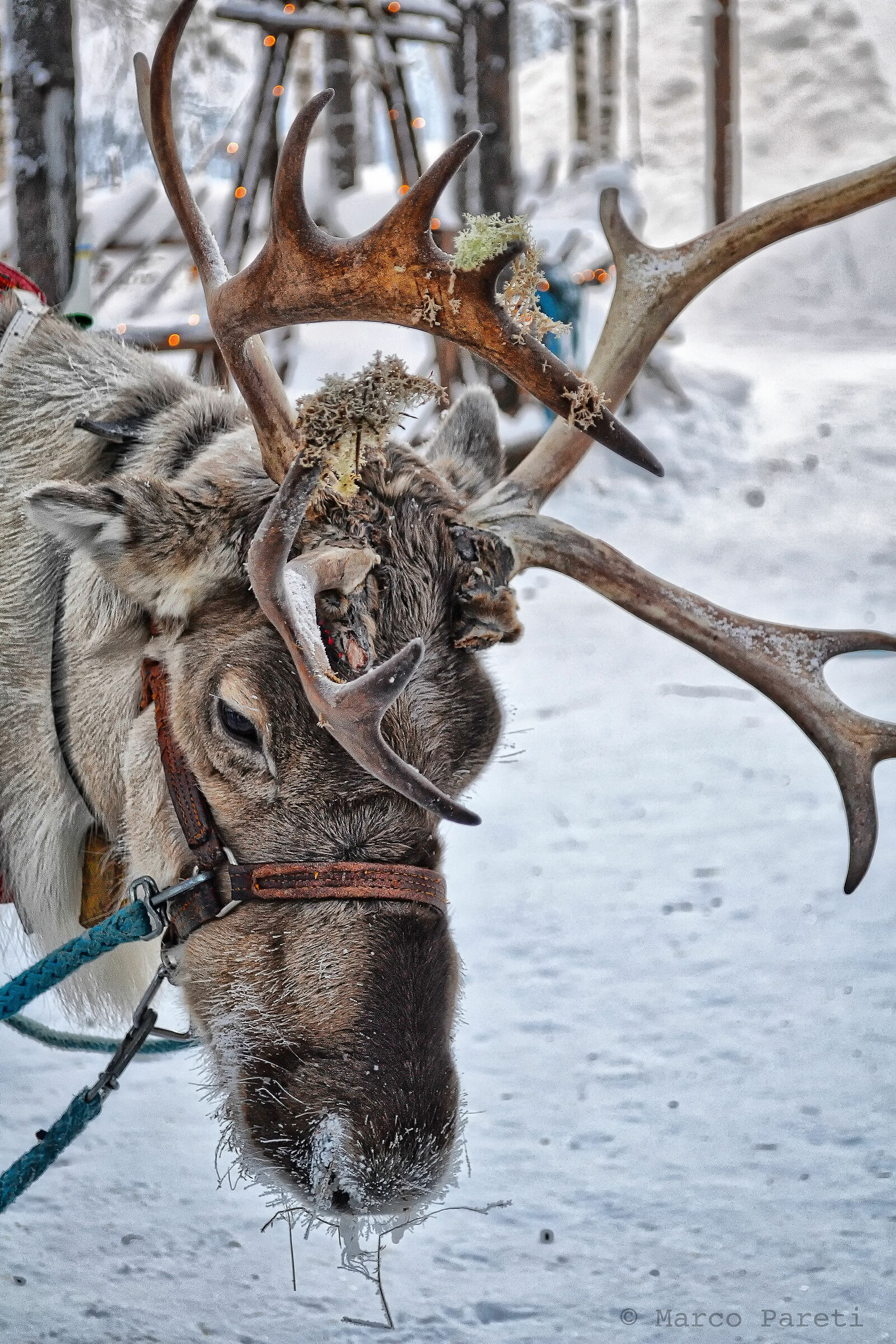 The Reindeer of Santa Claus - Rovaniemi