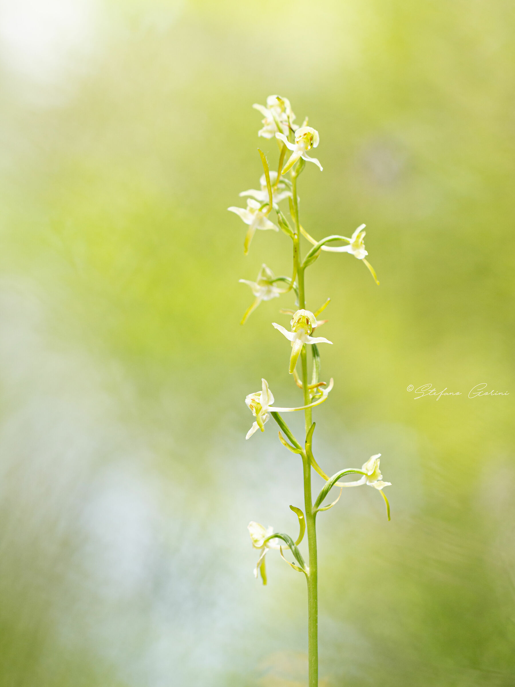 Platanthera chlorantha