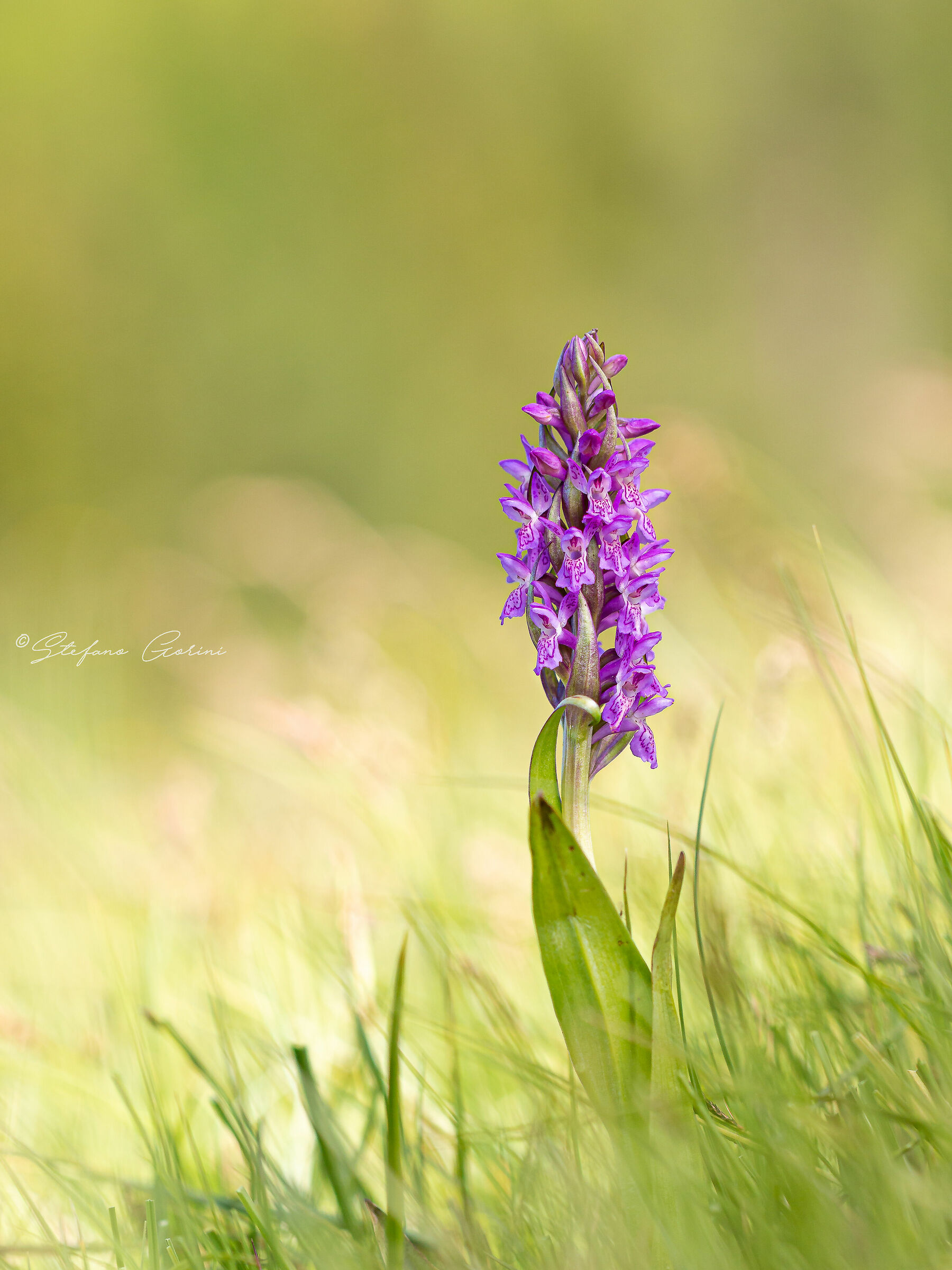 Dactylorhiza embodied susp incarnate