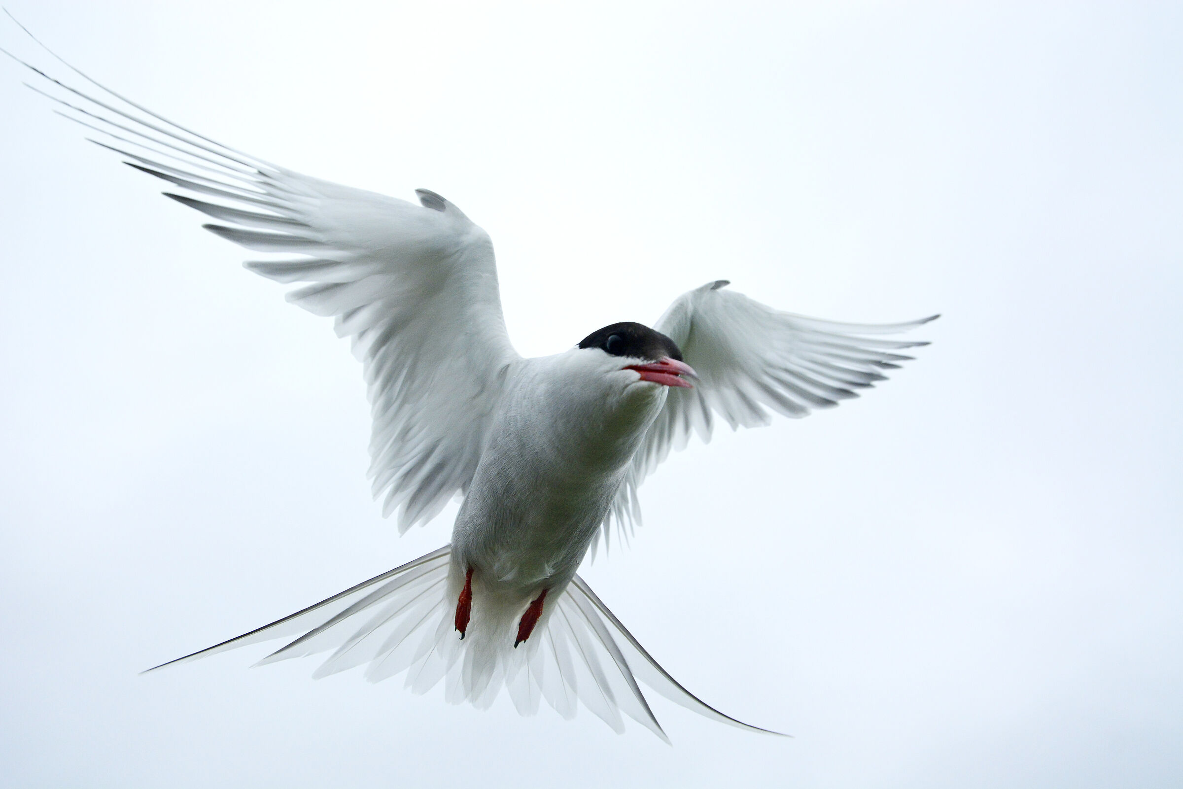 Sterna in volo