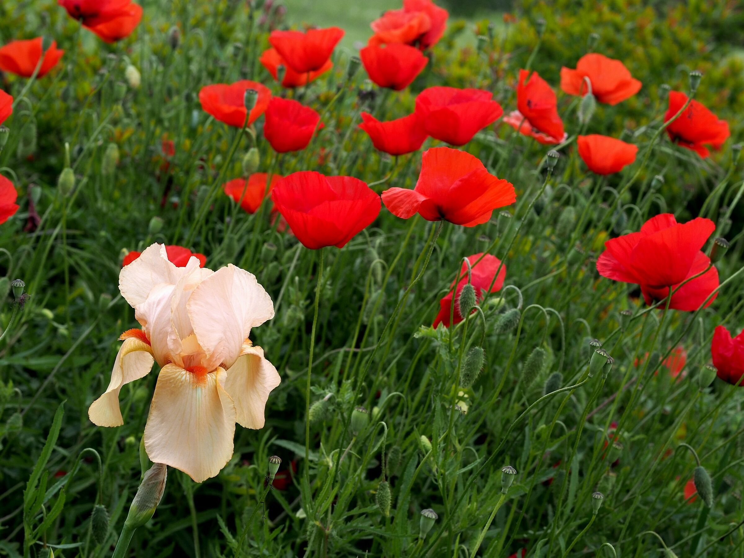 Firenze, il giardino delle rose 01