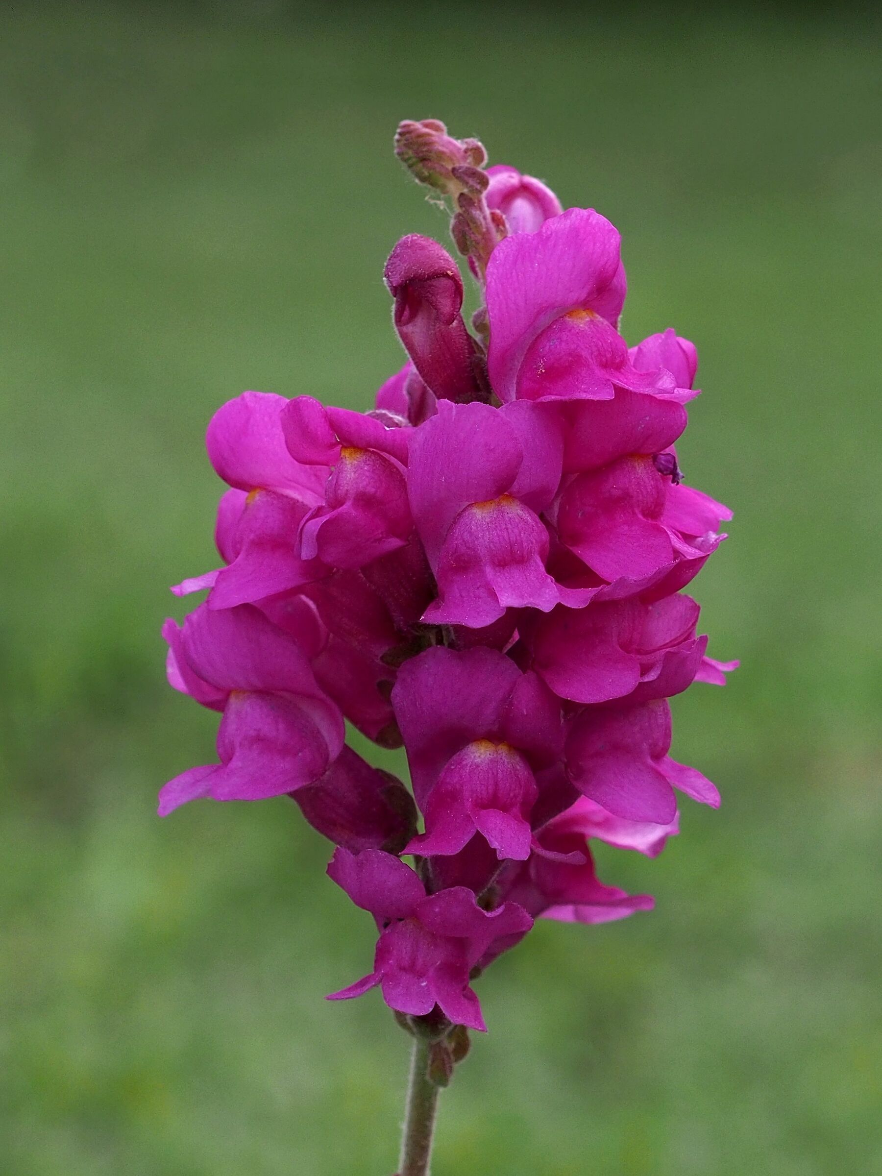 Firenze, il giardino delle rose 03