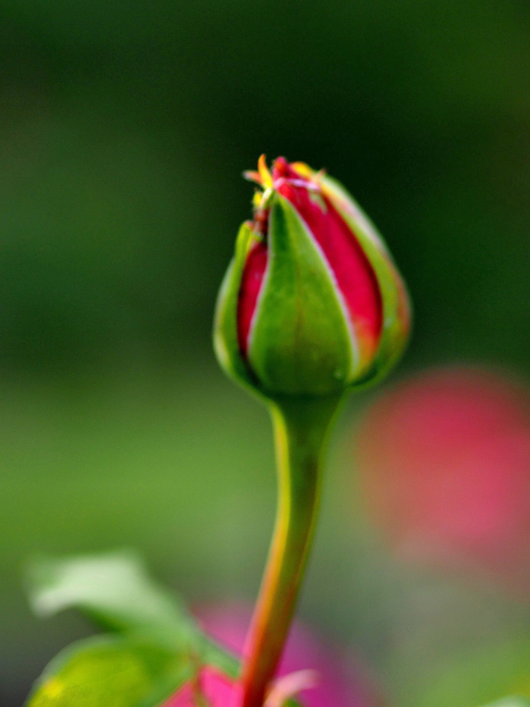 Firenze, il giardino delle rose 04